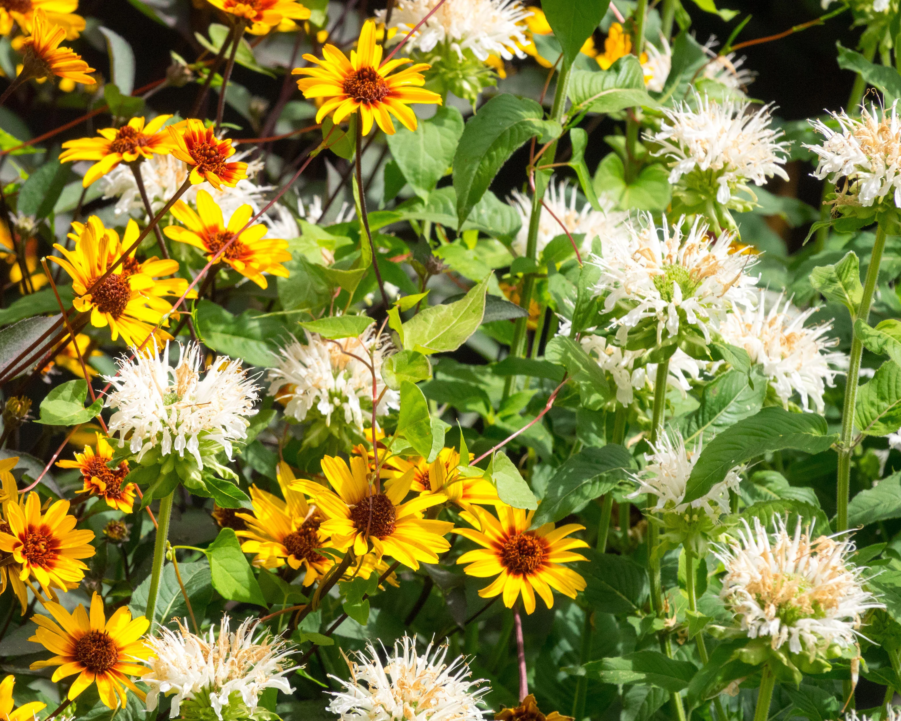 Monarda 'Schneewittchen' - Image 5