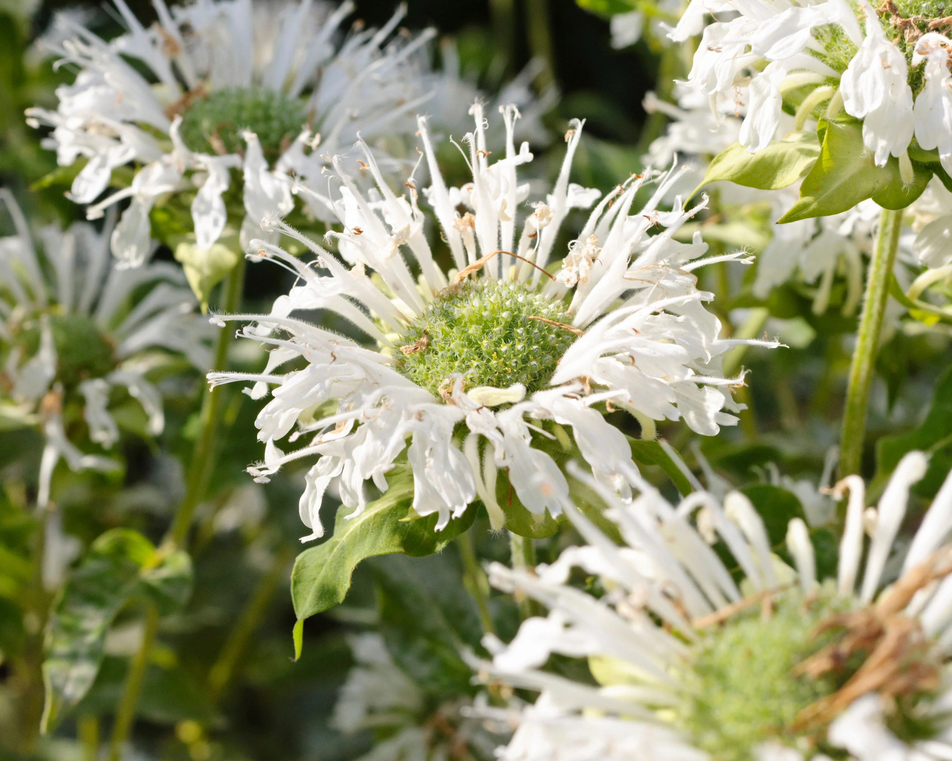 Monarda 'Schneewittchen' - Image 8