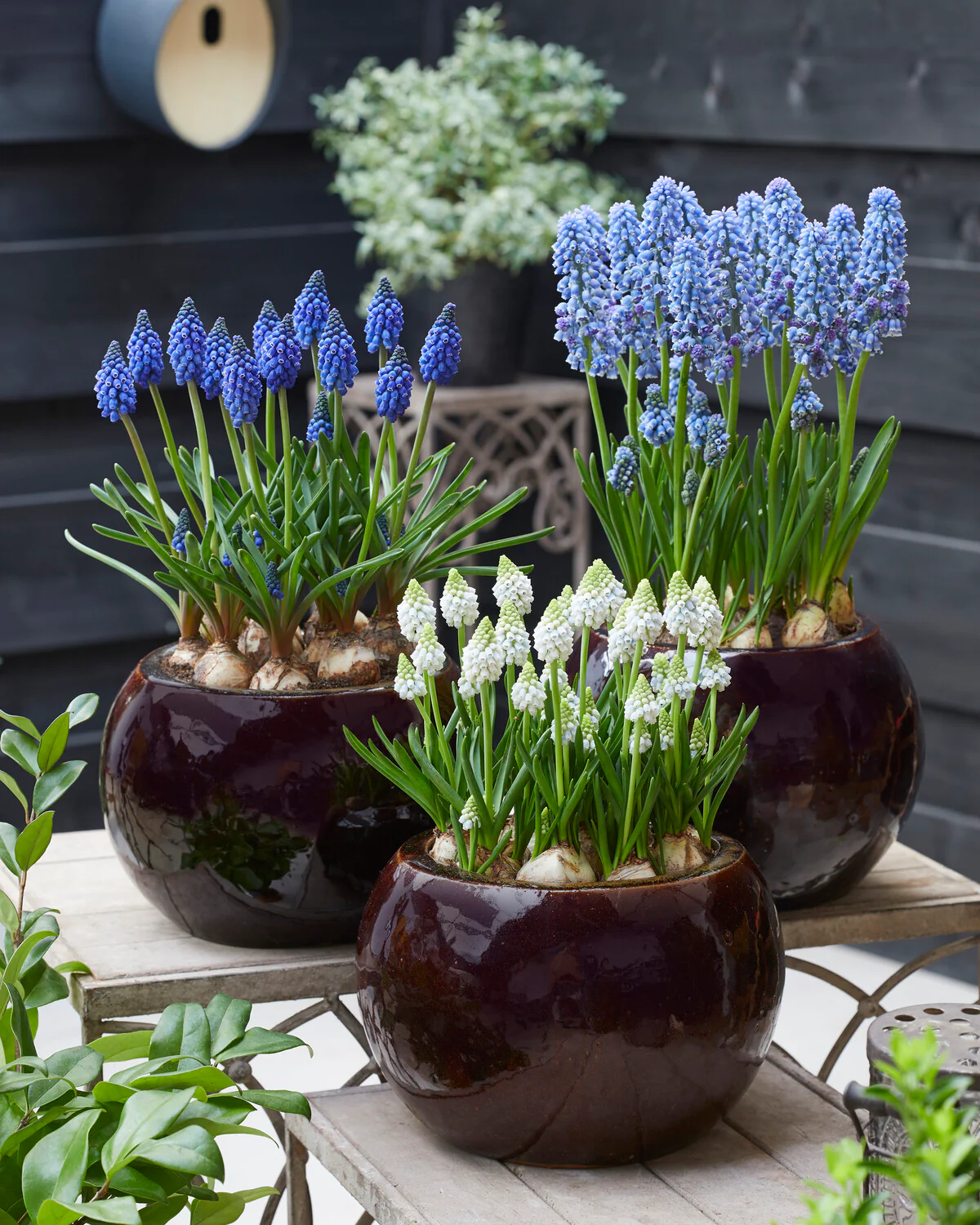 Muscari 'Alaska' - Image 6
