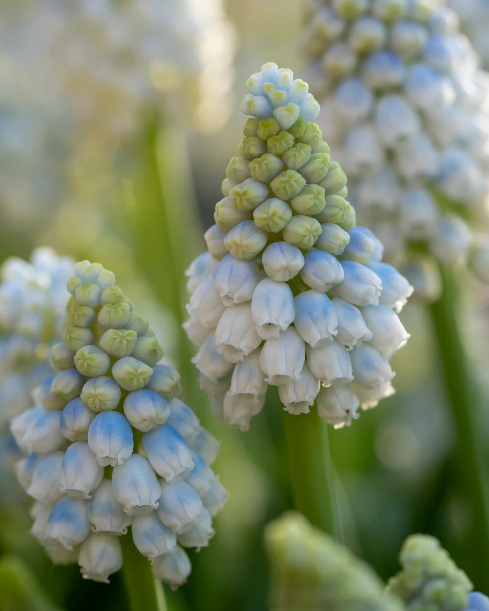 Muscari 'Alaska' - Image 7