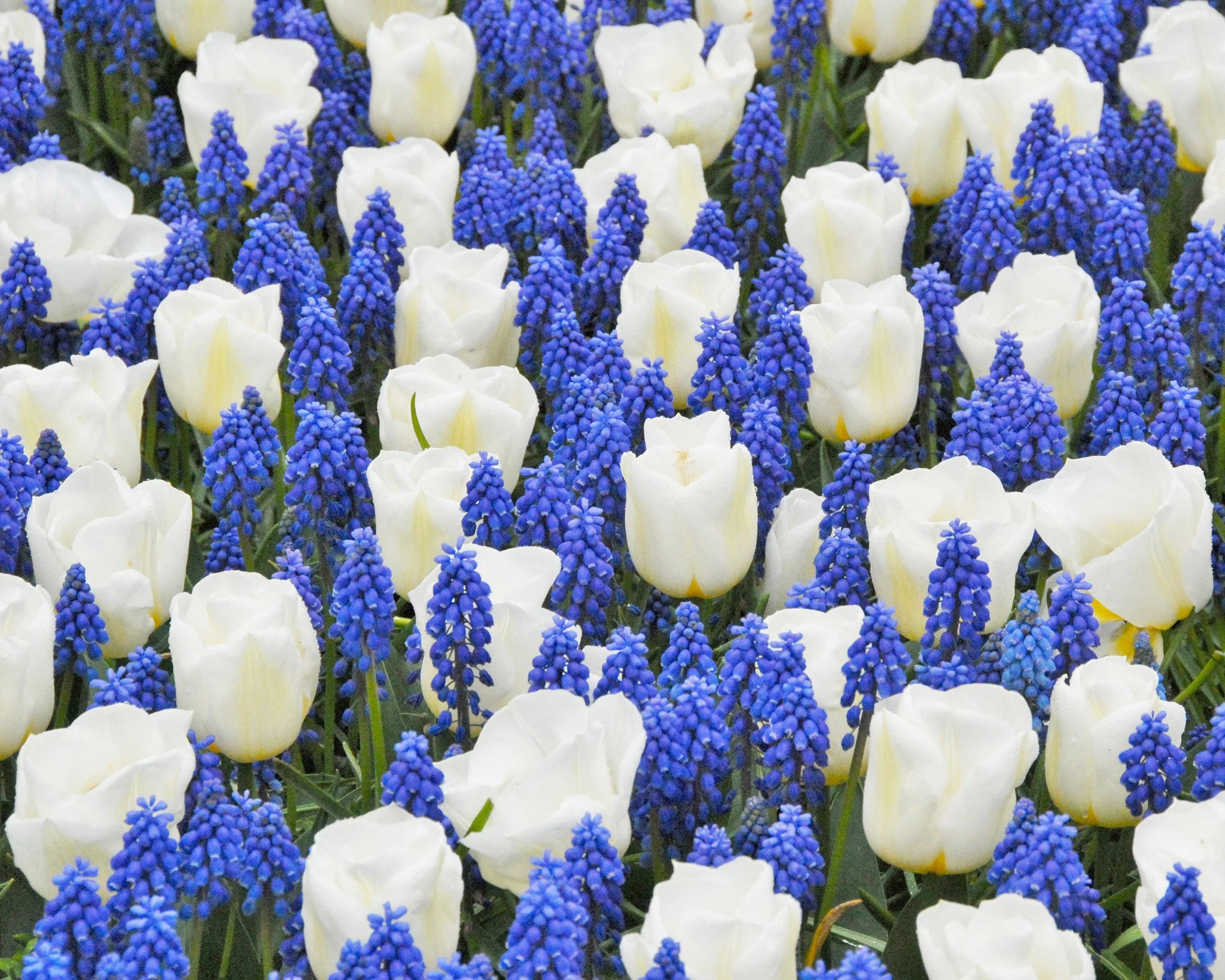 Muscari armeniacum - Image 5