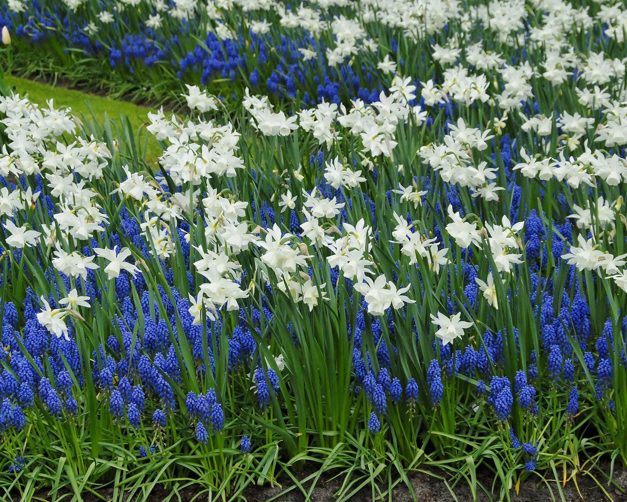 Muscari armeniacum - Image 7