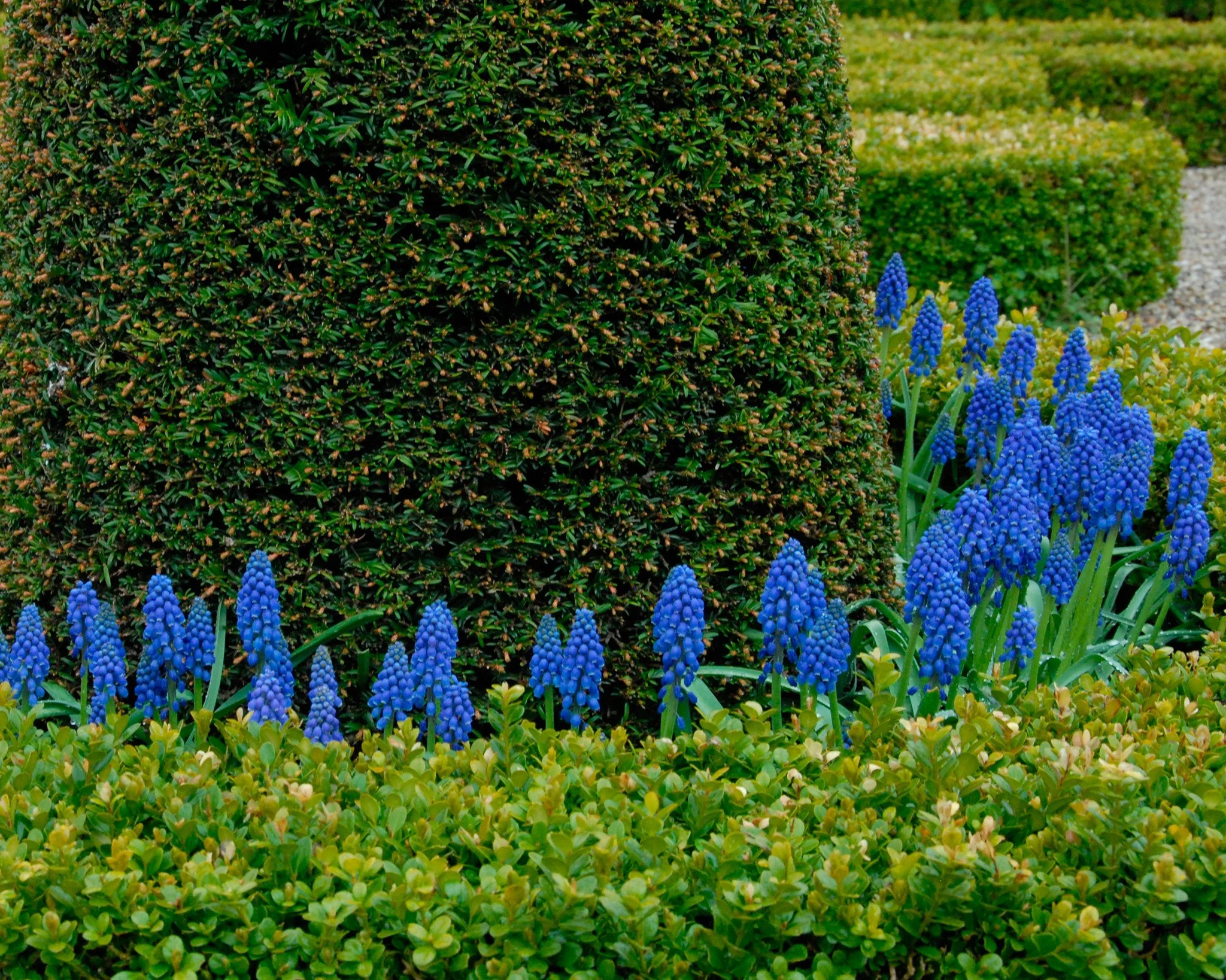Muscari armeniacum - Image 8