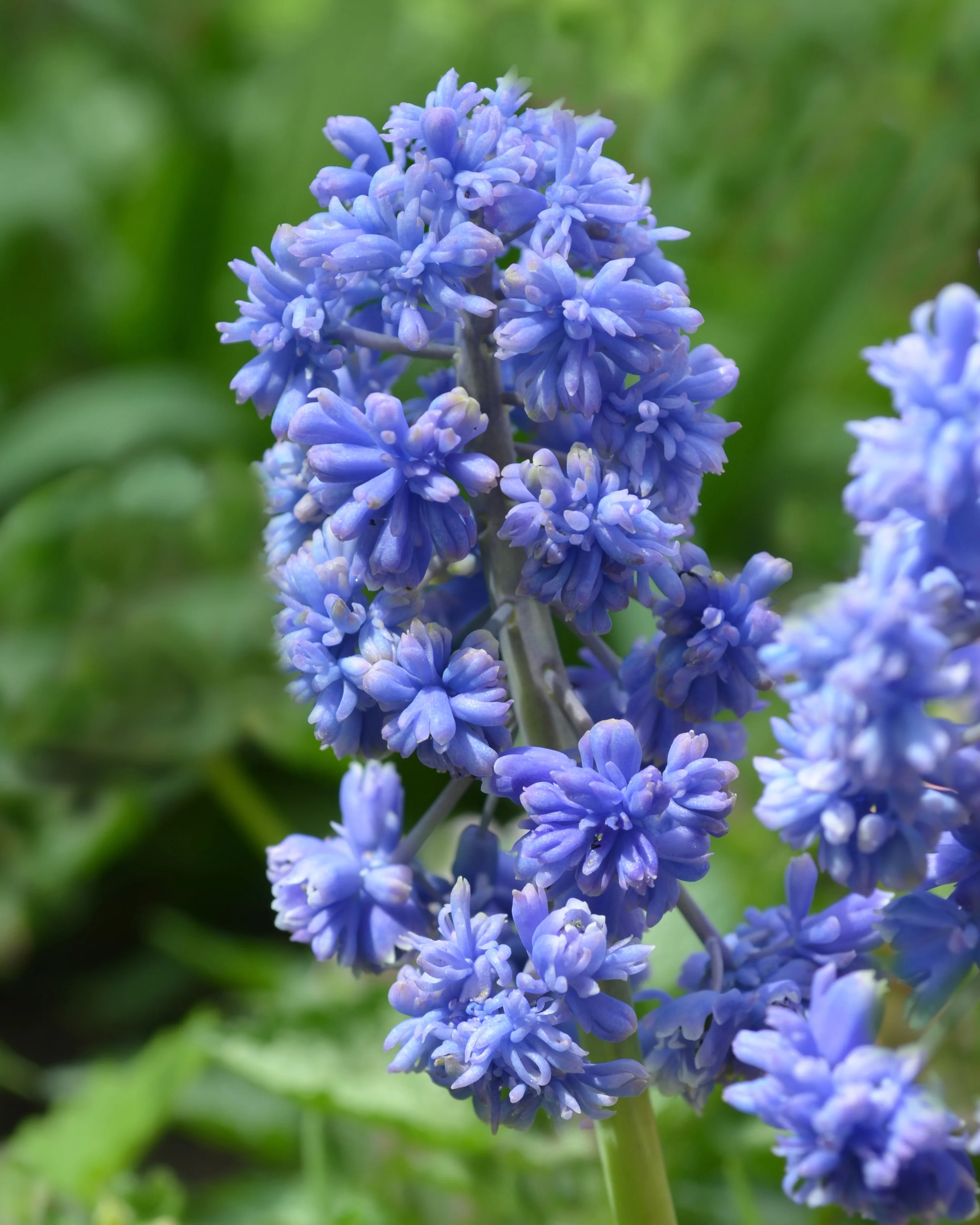 Muscari 'Fantasy Creation' - Image 2