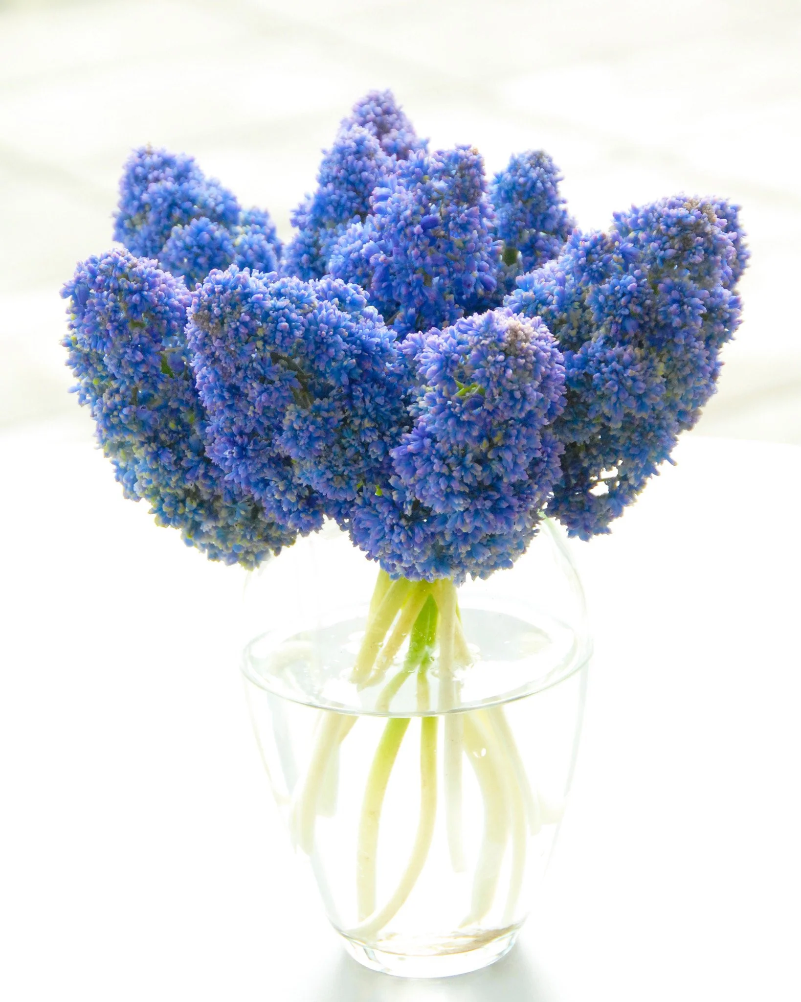 Muscari 'Fantasy Creation' - Image 3