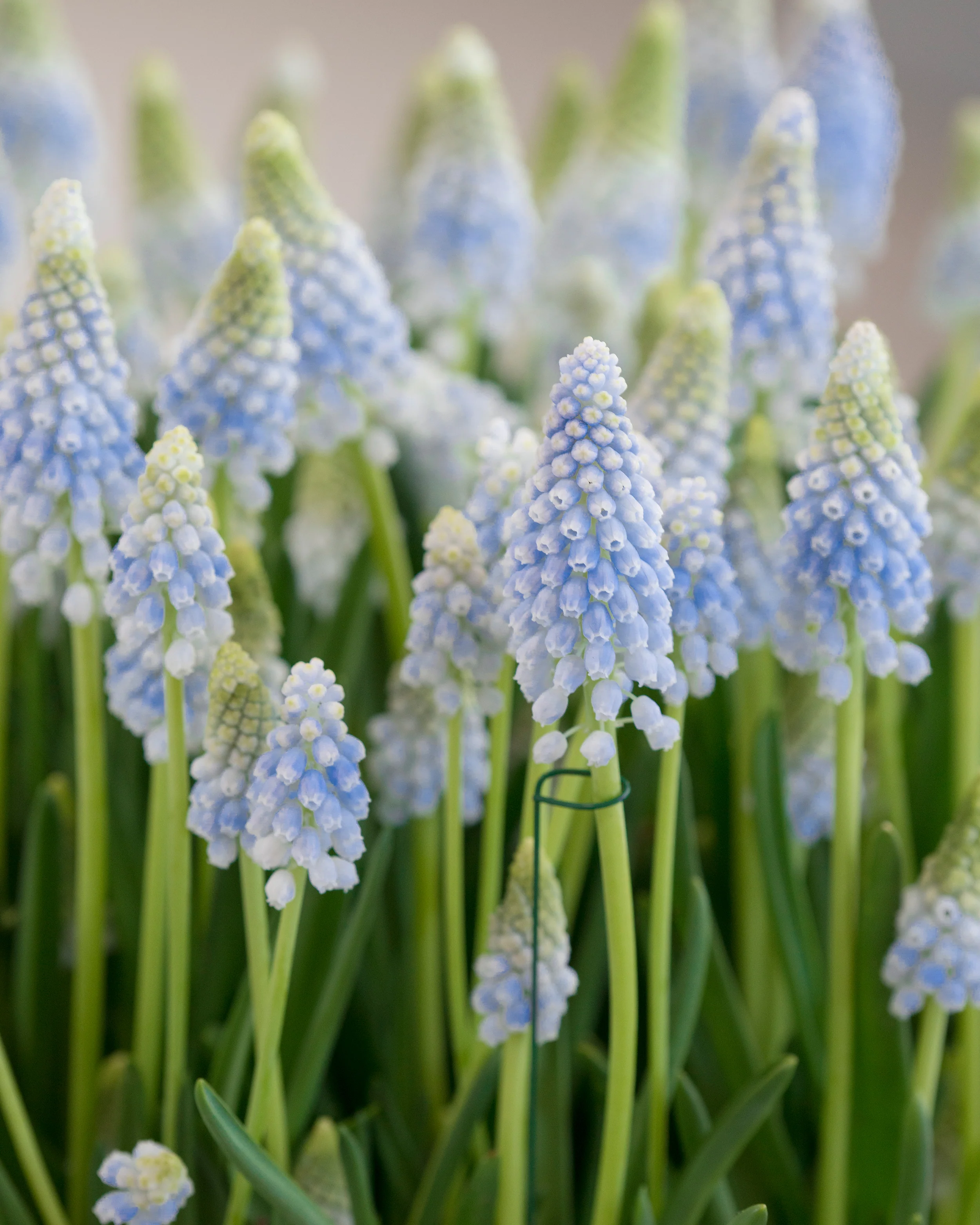 Muscari 'Baby's Breath' - Image 4