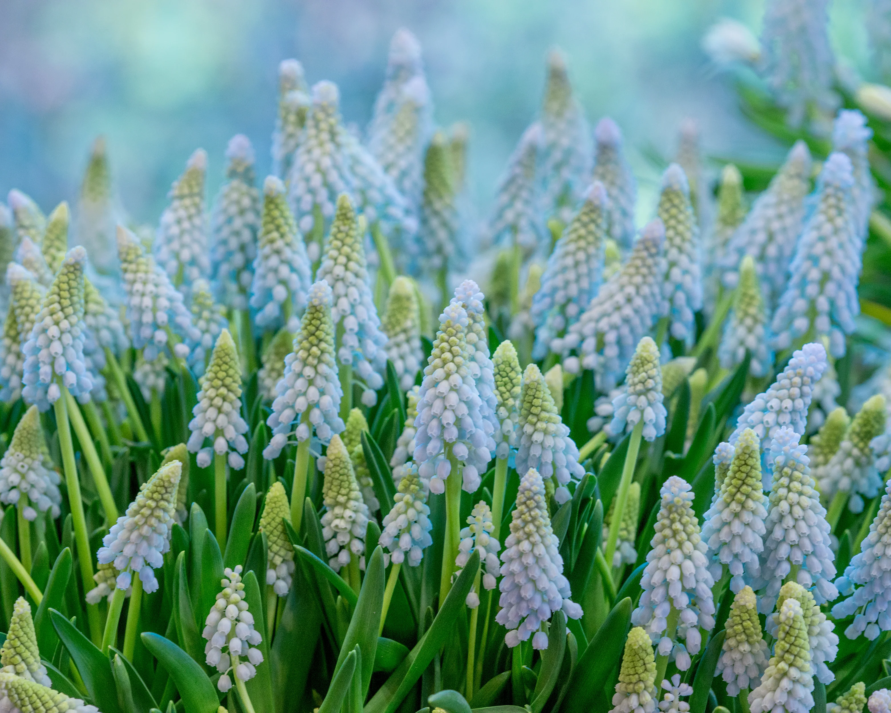 Muscari 'Baby's Breath' - Image 5