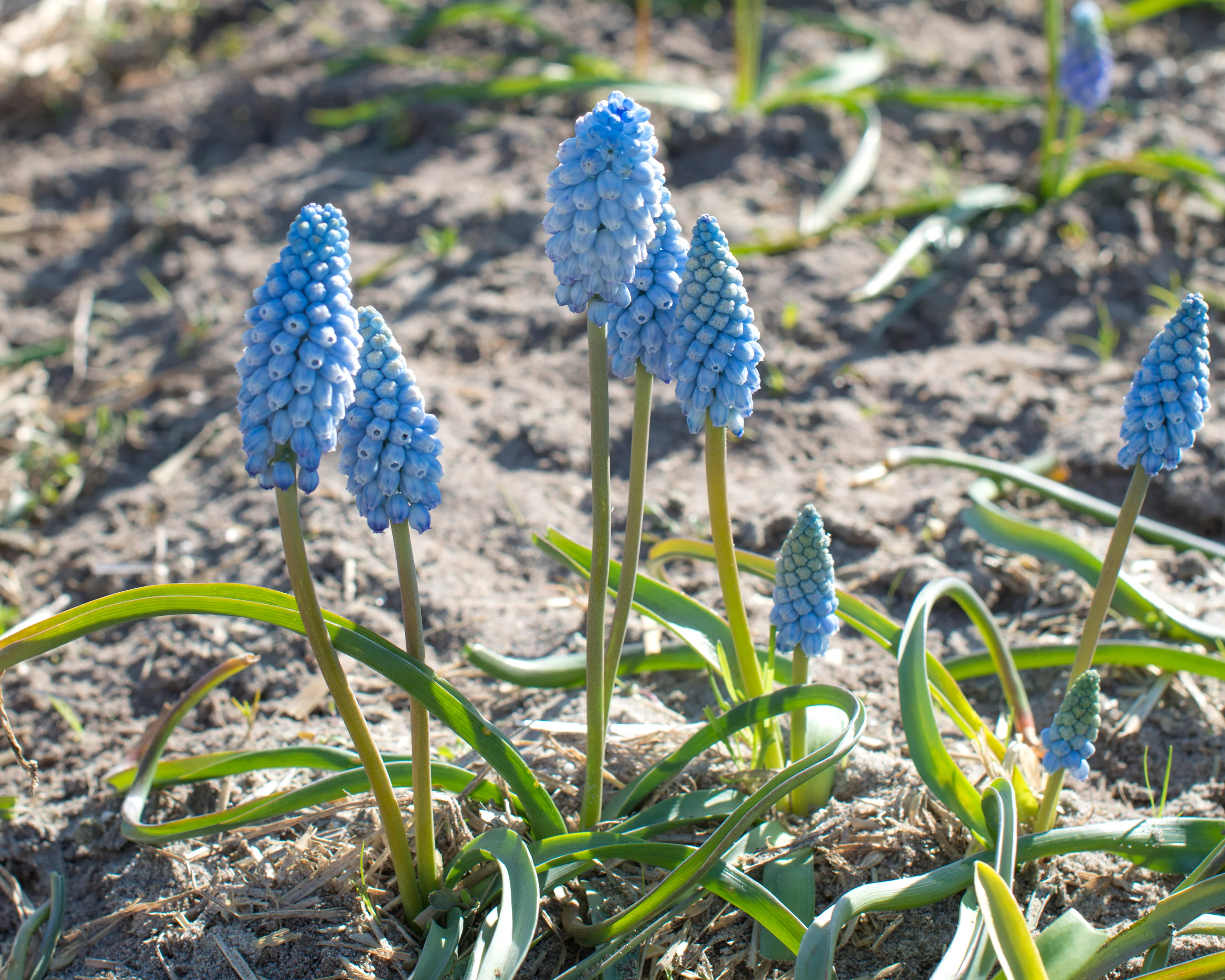 Muscari 'Baby's Breath' - Image 6