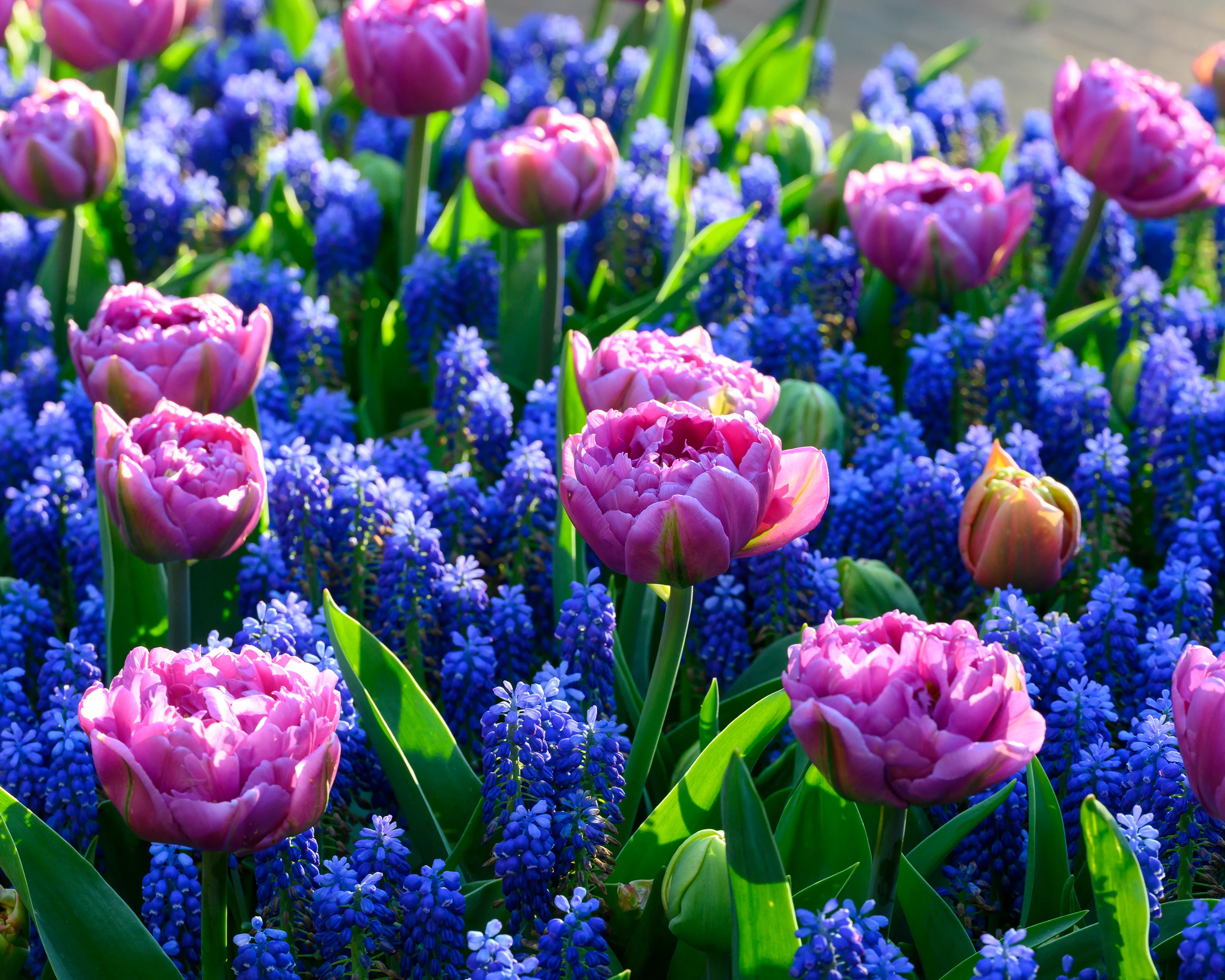 Muscari 'Blue Moon' - Image 10