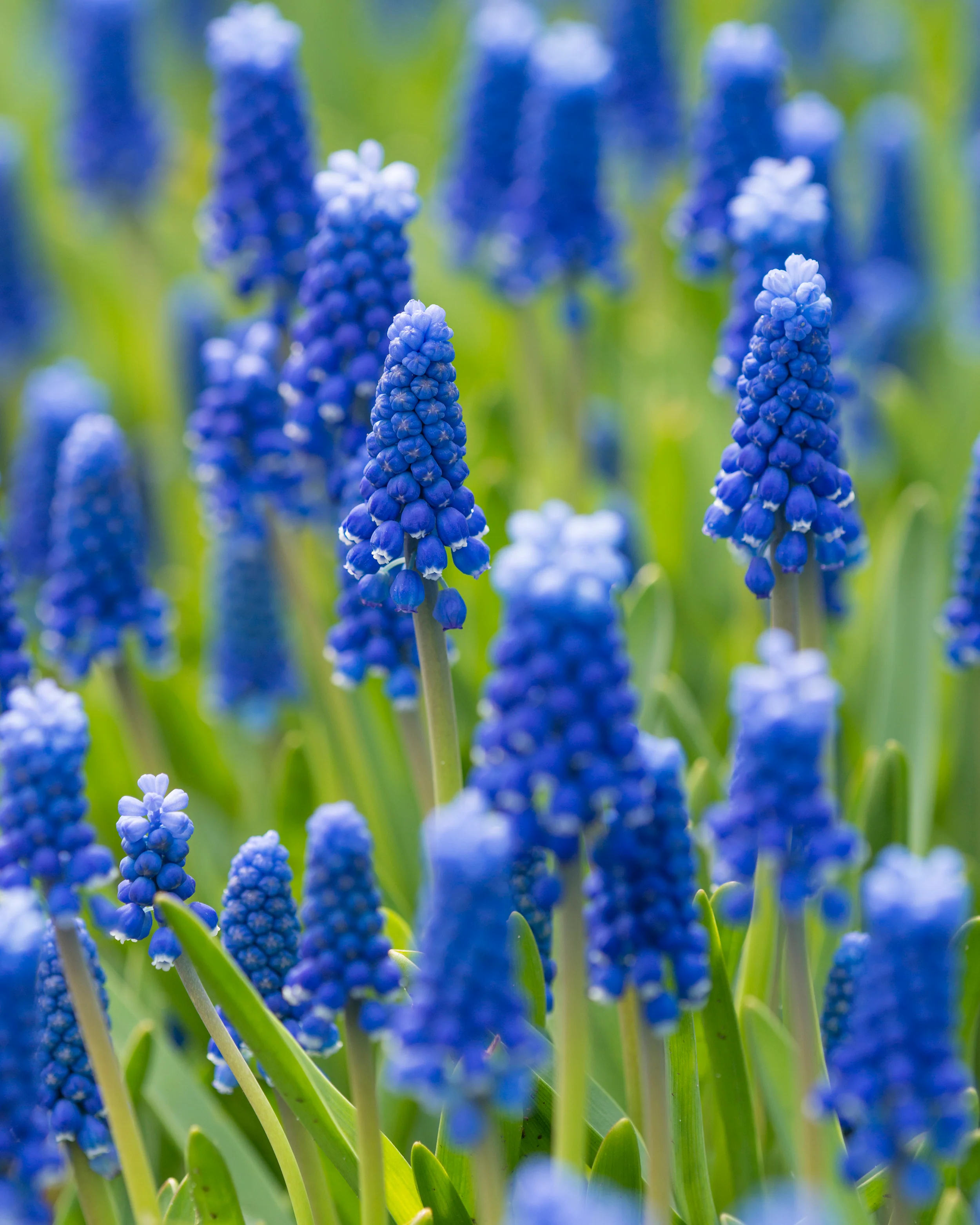 Muscari 'Blue Moon' - Image 11