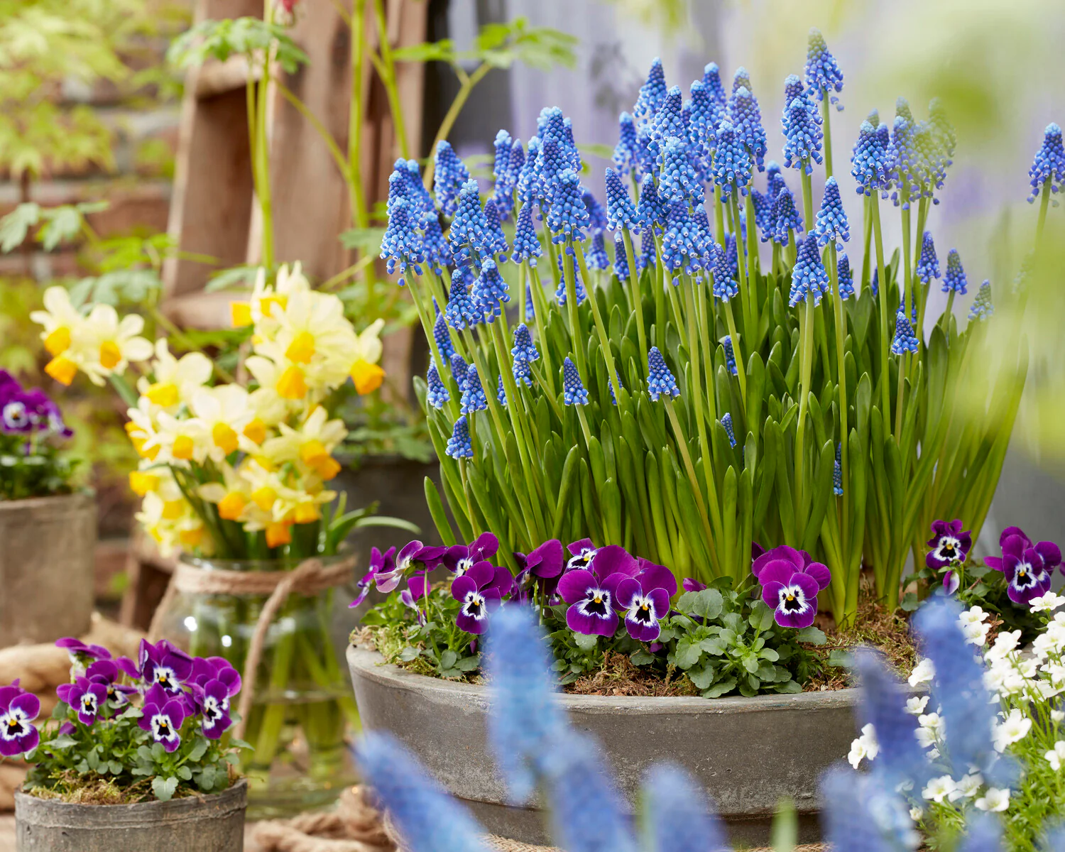 Muscari 'Blue Moon' - Image 5