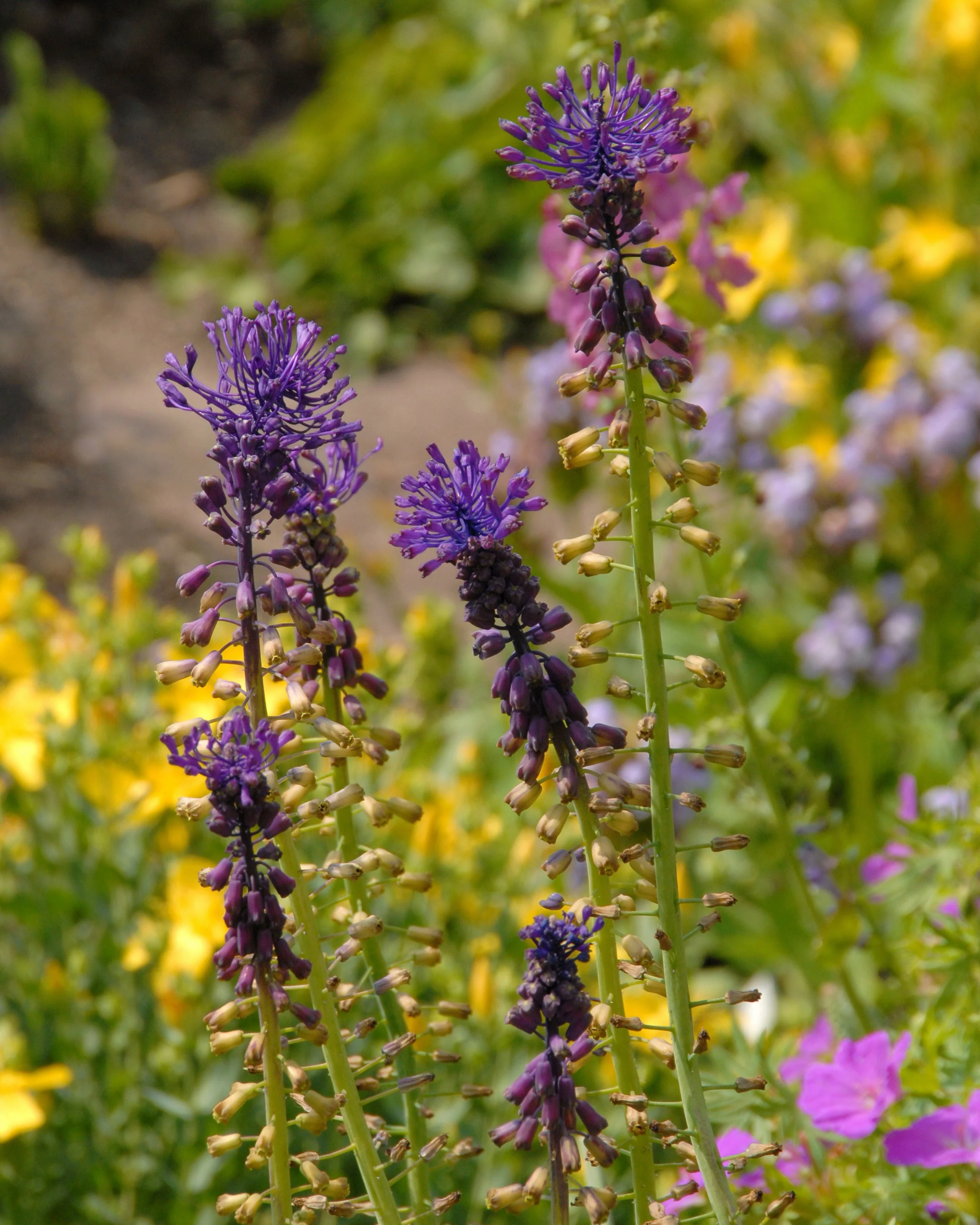Muscari comosum - Image 2