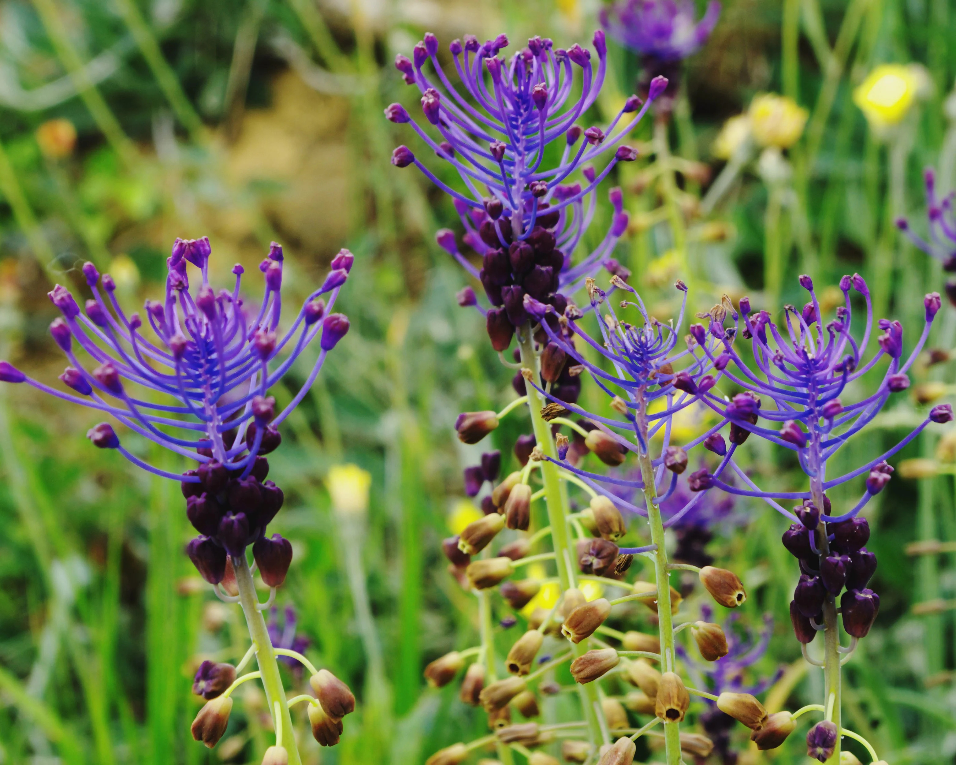 Muscari comosum - Image 6