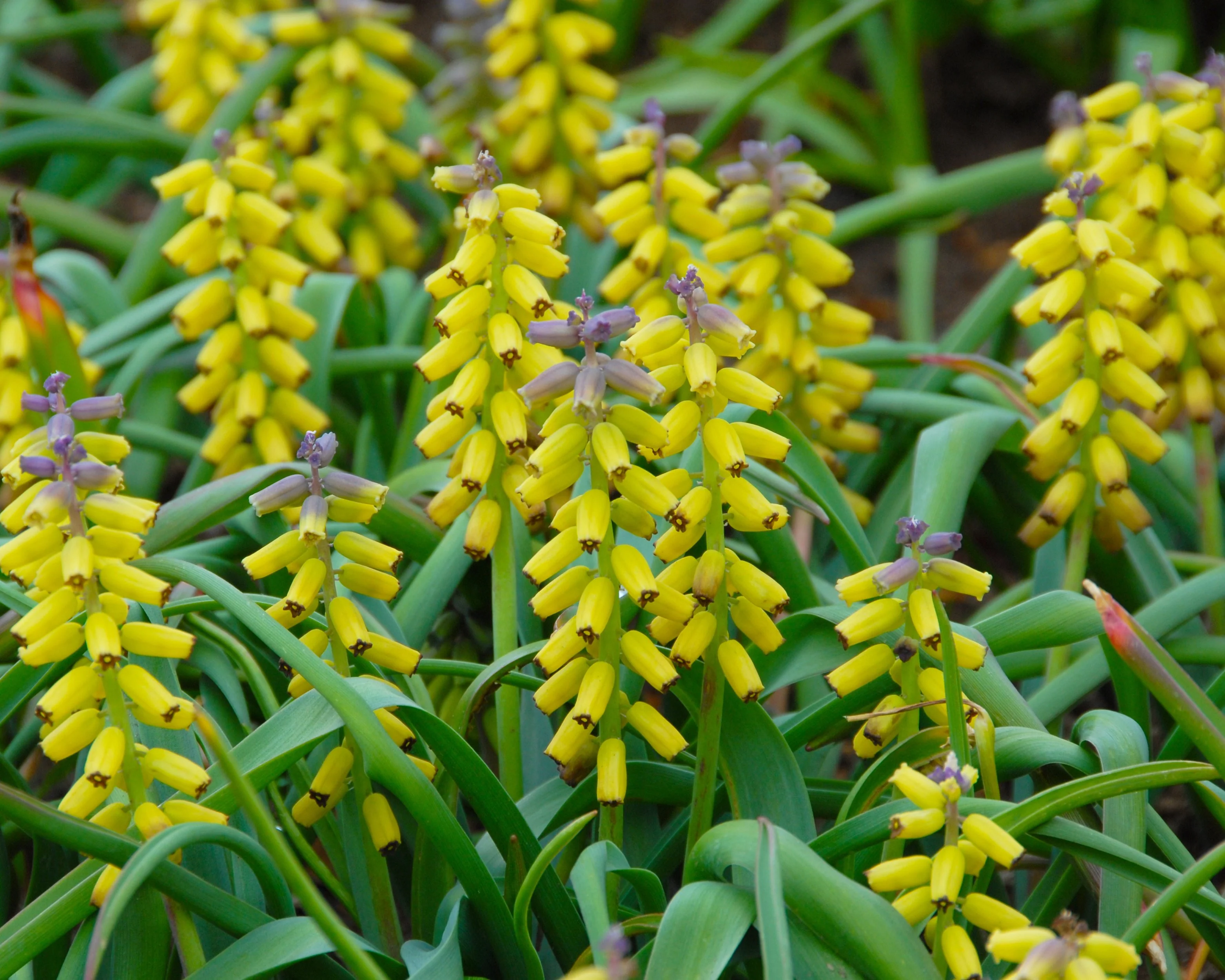 Muscari 'Golden Fragrance' - Image 3