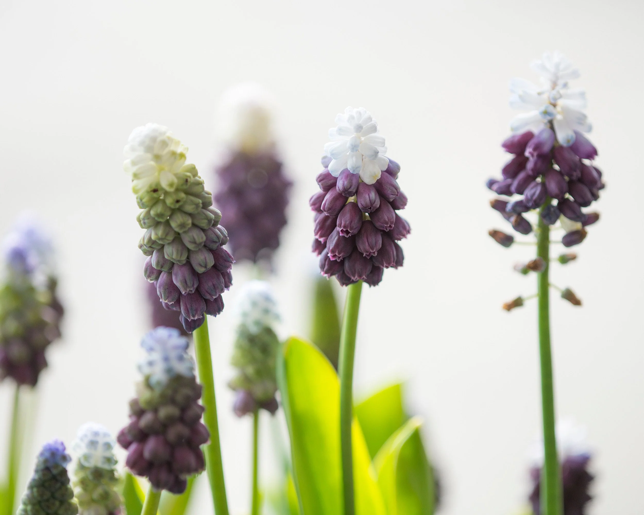 Muscari 'Grape Ice' - Image 6