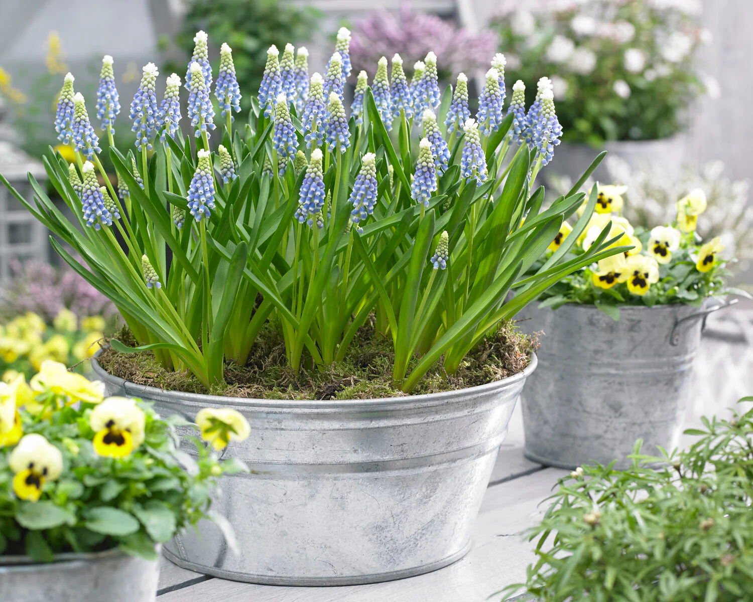 Muscari 'Julia' - Image 10