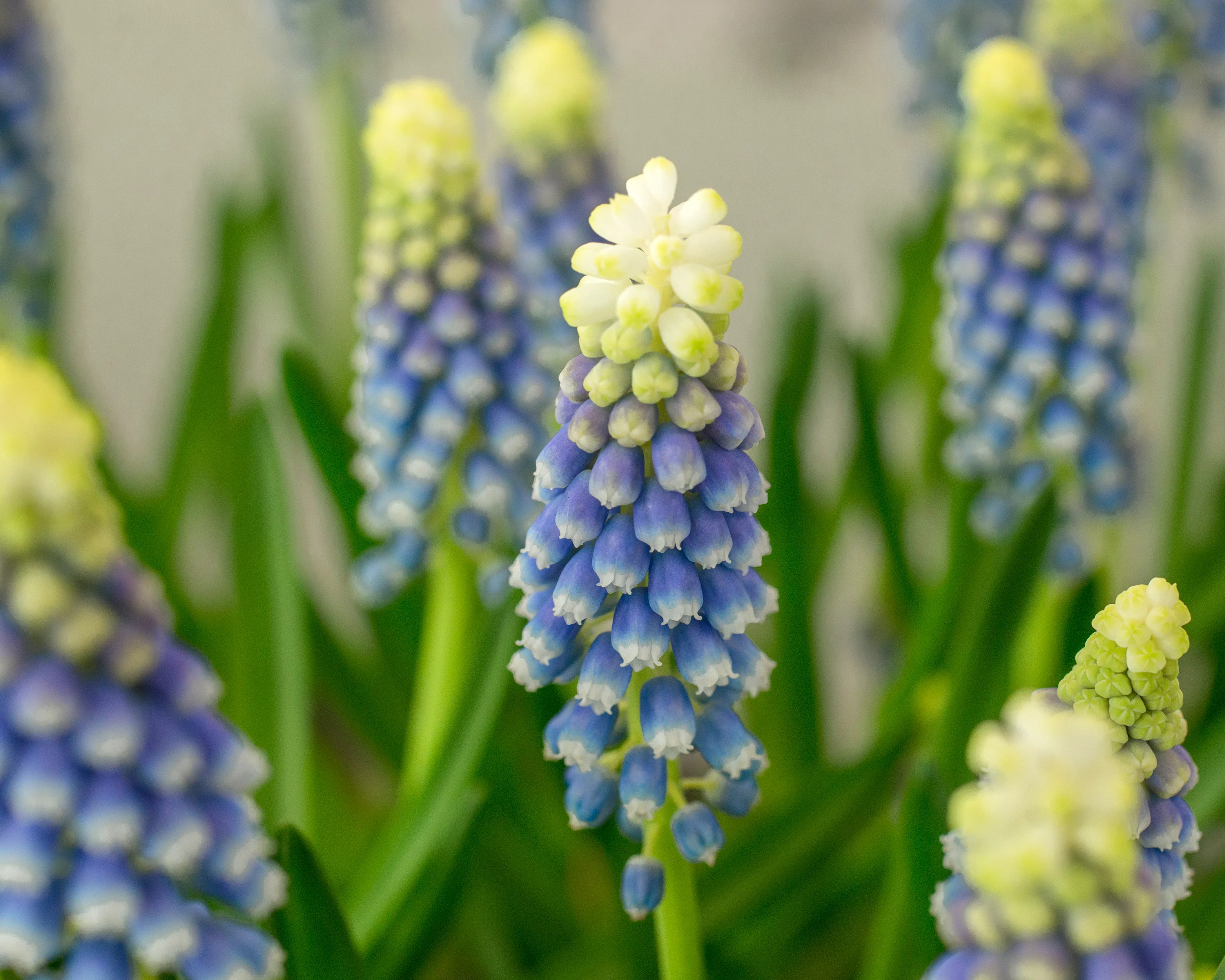 Muscari 'Julia' - Image 4