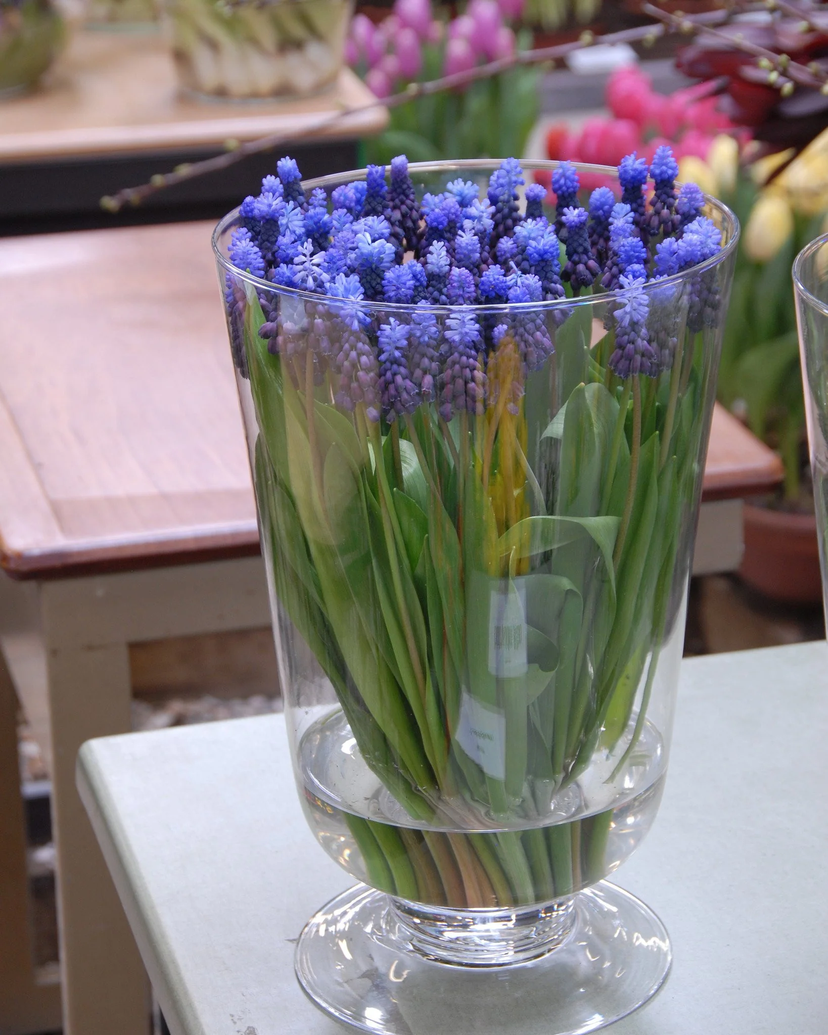 Muscari latifolium - Image 5
