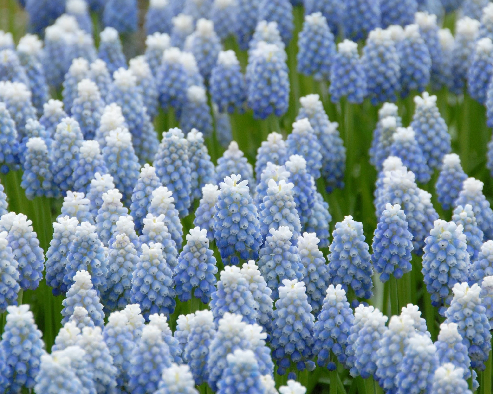 Muscari 'Mount Hood' - Image 3