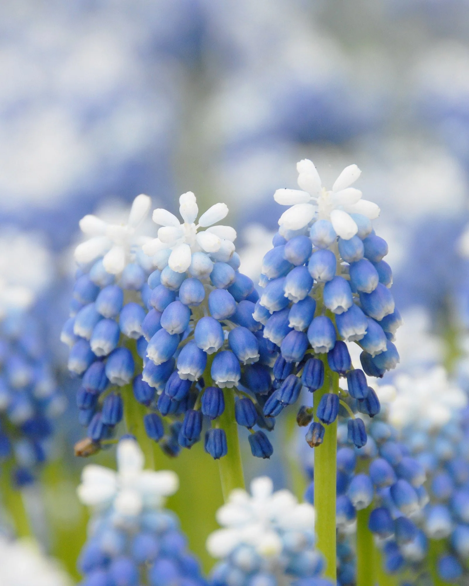 Muscari 'Mount Hood' - Image 4