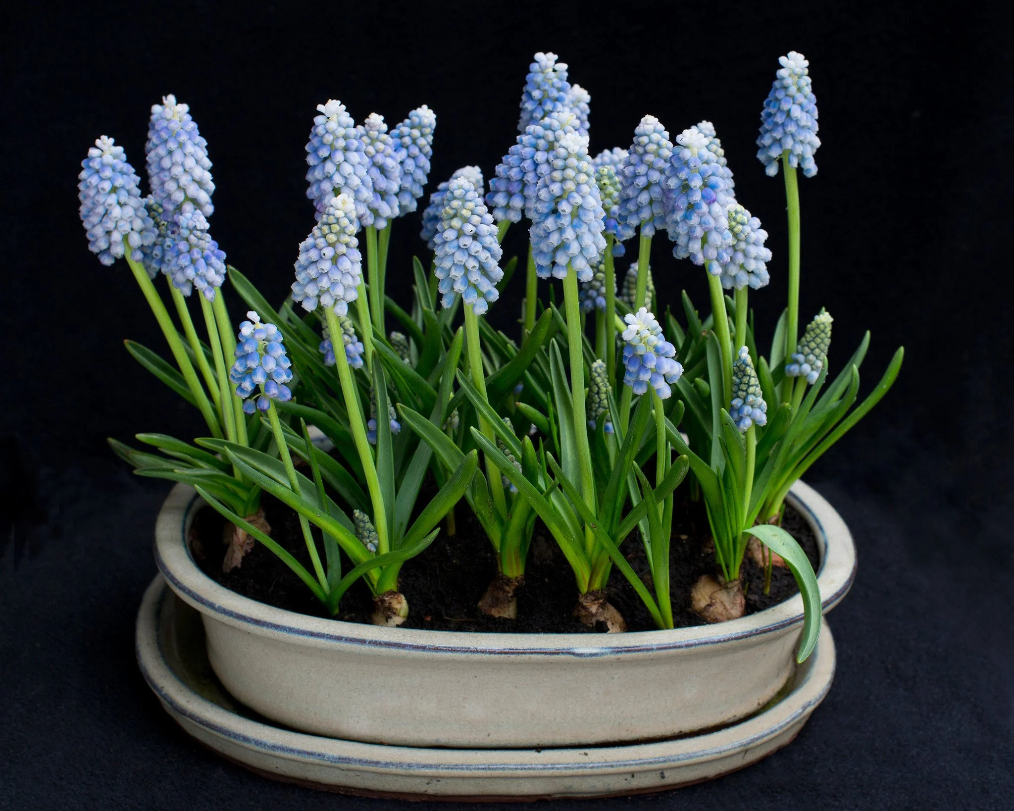 Muscari 'Mount Hood' - Image 6