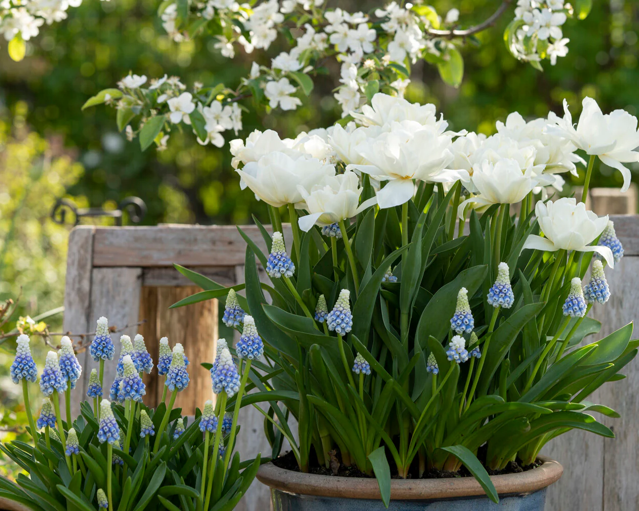 Muscari 'Mountain Lady' - Image 10