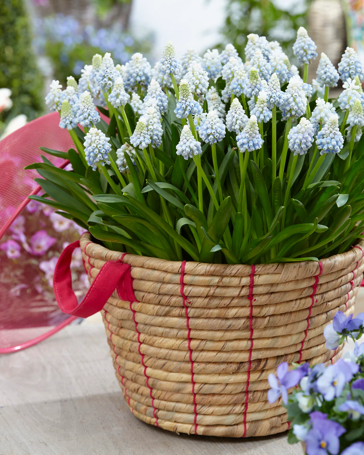 Muscari 'Mountain Lady' - Image 11