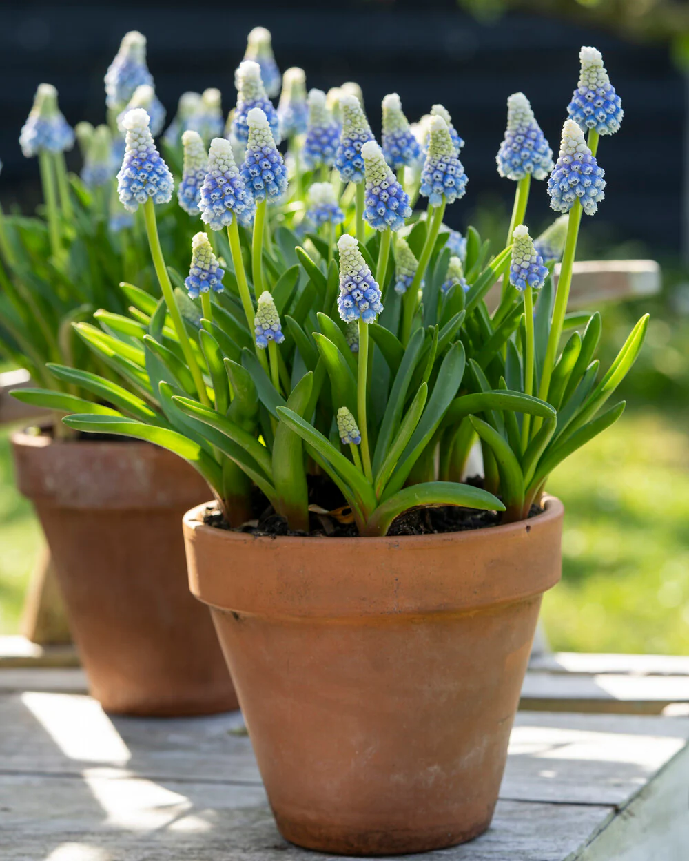 Muscari 'Mountain Lady' - Image 2