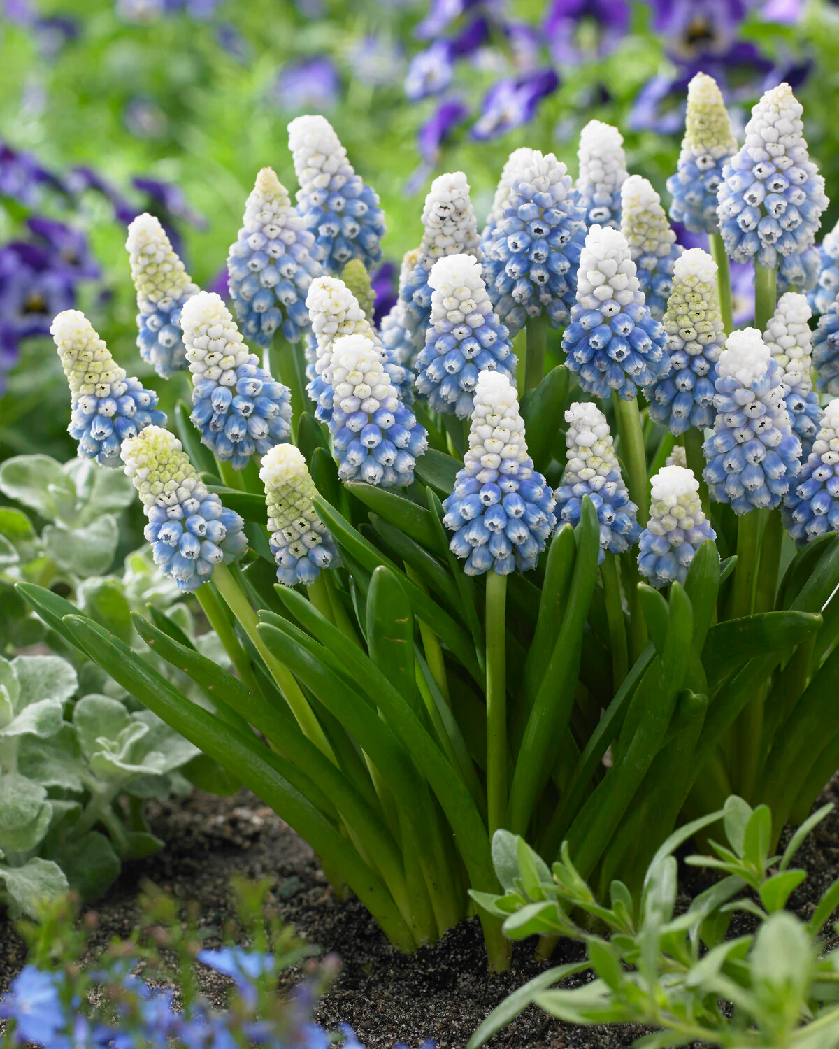 Muscari 'Mountain Lady' - Image 3