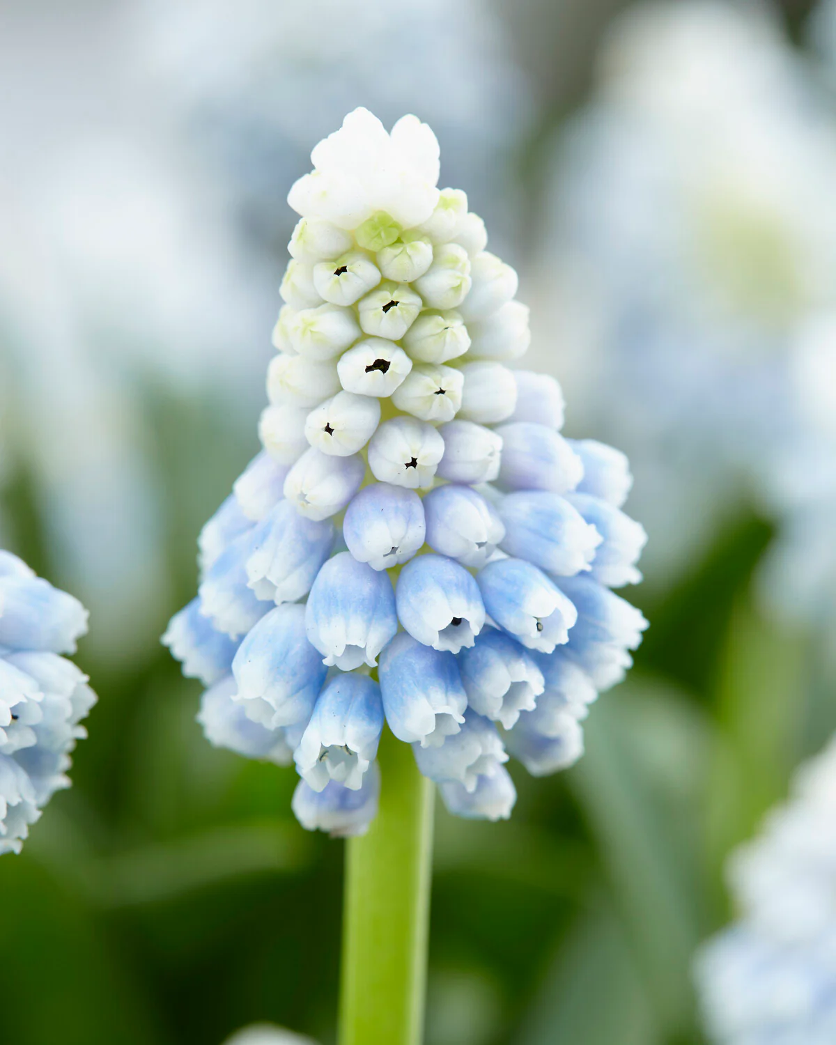 Muscari 'Mountain Lady' - Image 4
