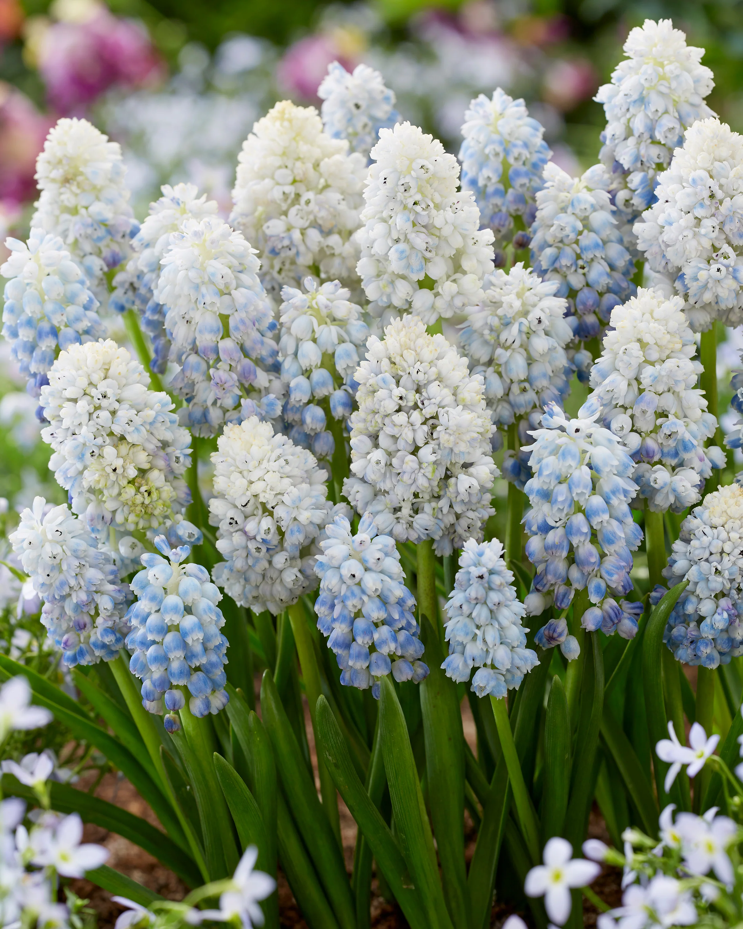 Muscari 'Nature's Beauty' - Image 2