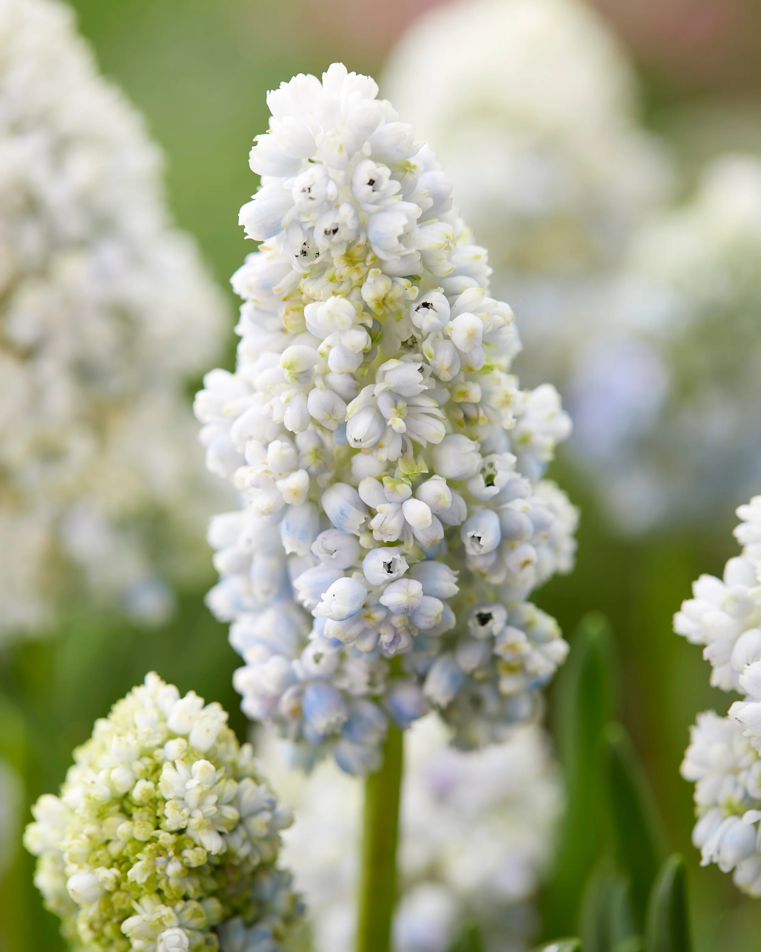 Muscari 'Nature's Beauty' - Image 5