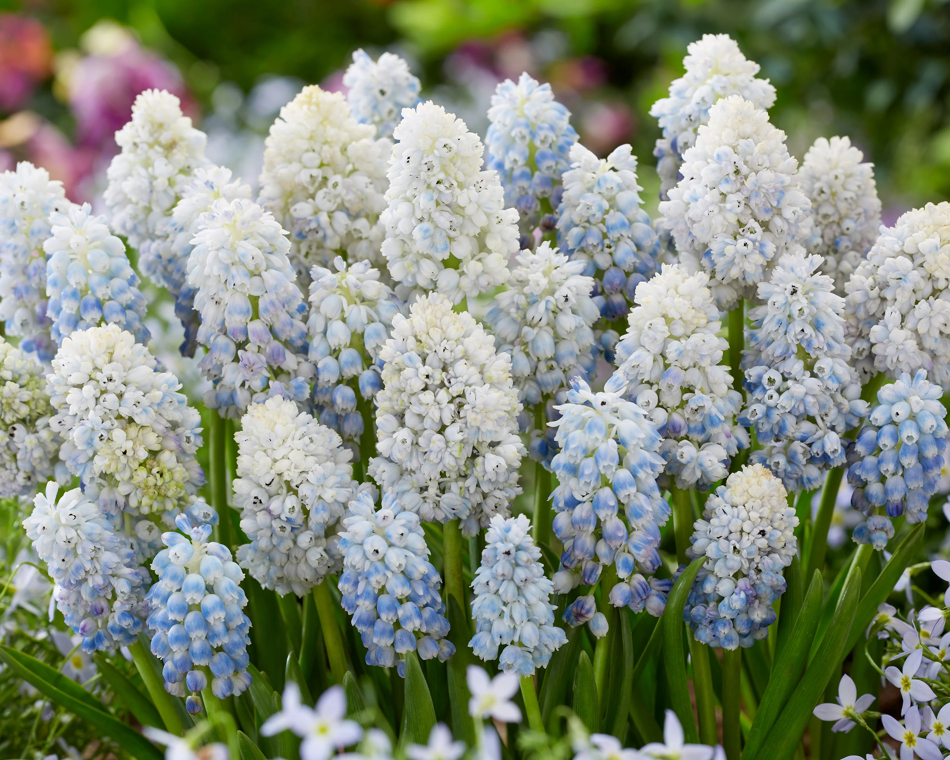 Muscari 'Nature's Beauty' - Image 6