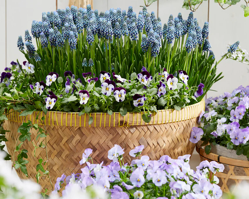 Muscari 'Night Eyes' - Image 10
