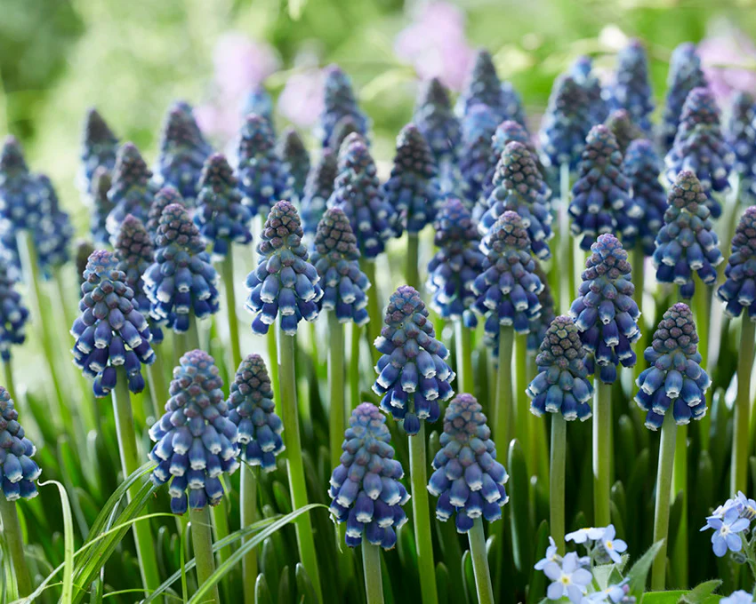 Muscari 'Night Eyes' - Image 11