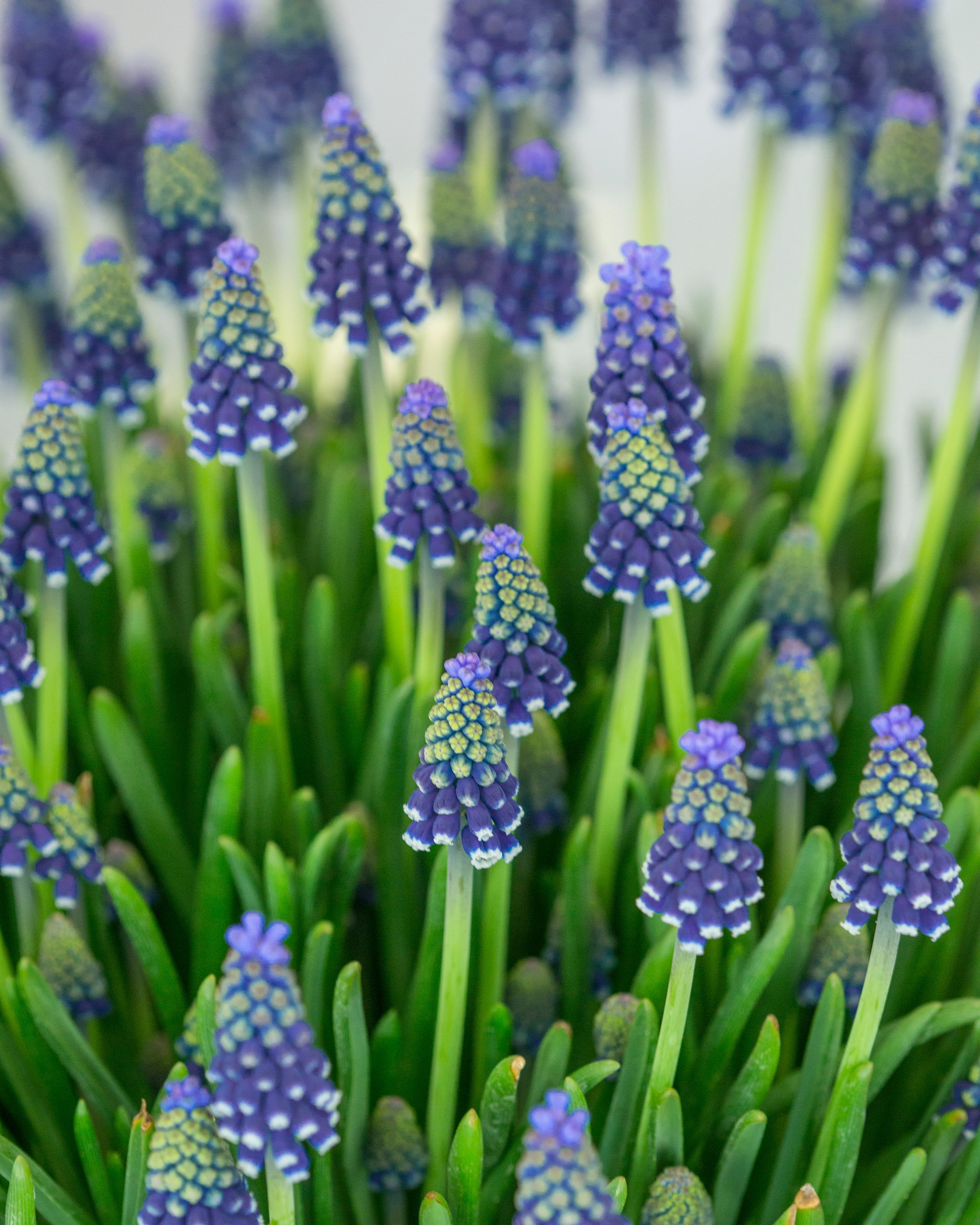 Muscari 'Night Eyes' - Image 2