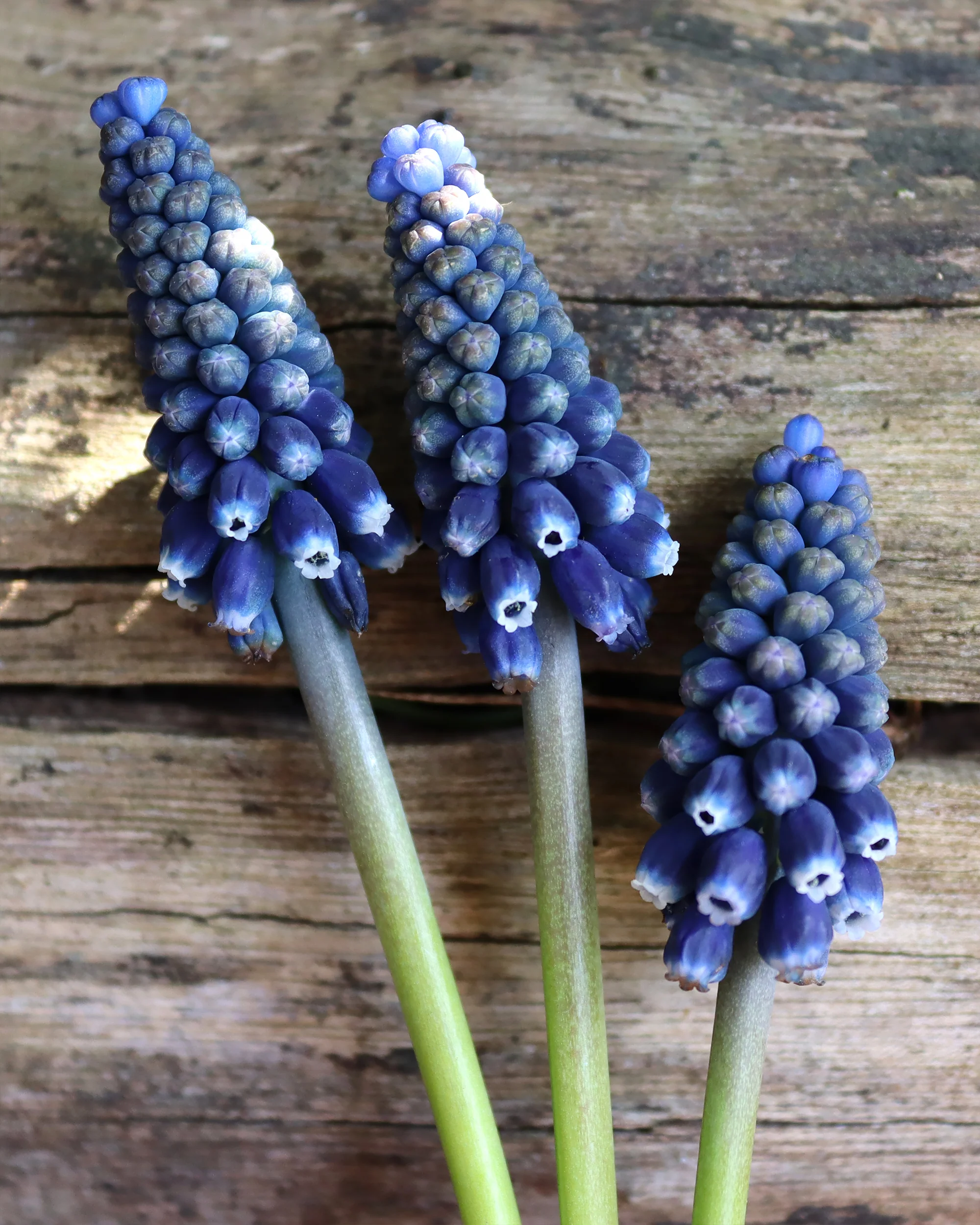 Muscari 'Night Eyes' - Image 4