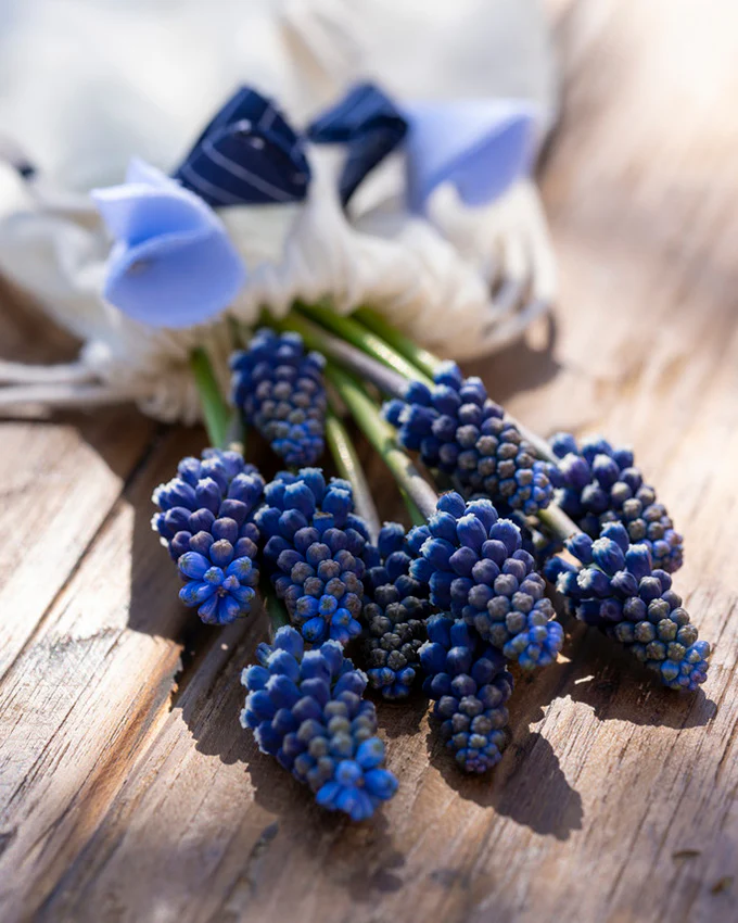 Muscari 'Night Eyes' - Image 7
