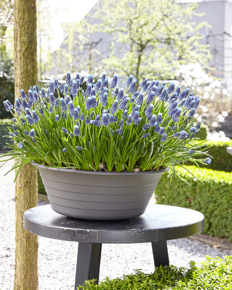 Muscari 'Night Eyes' - Image 8