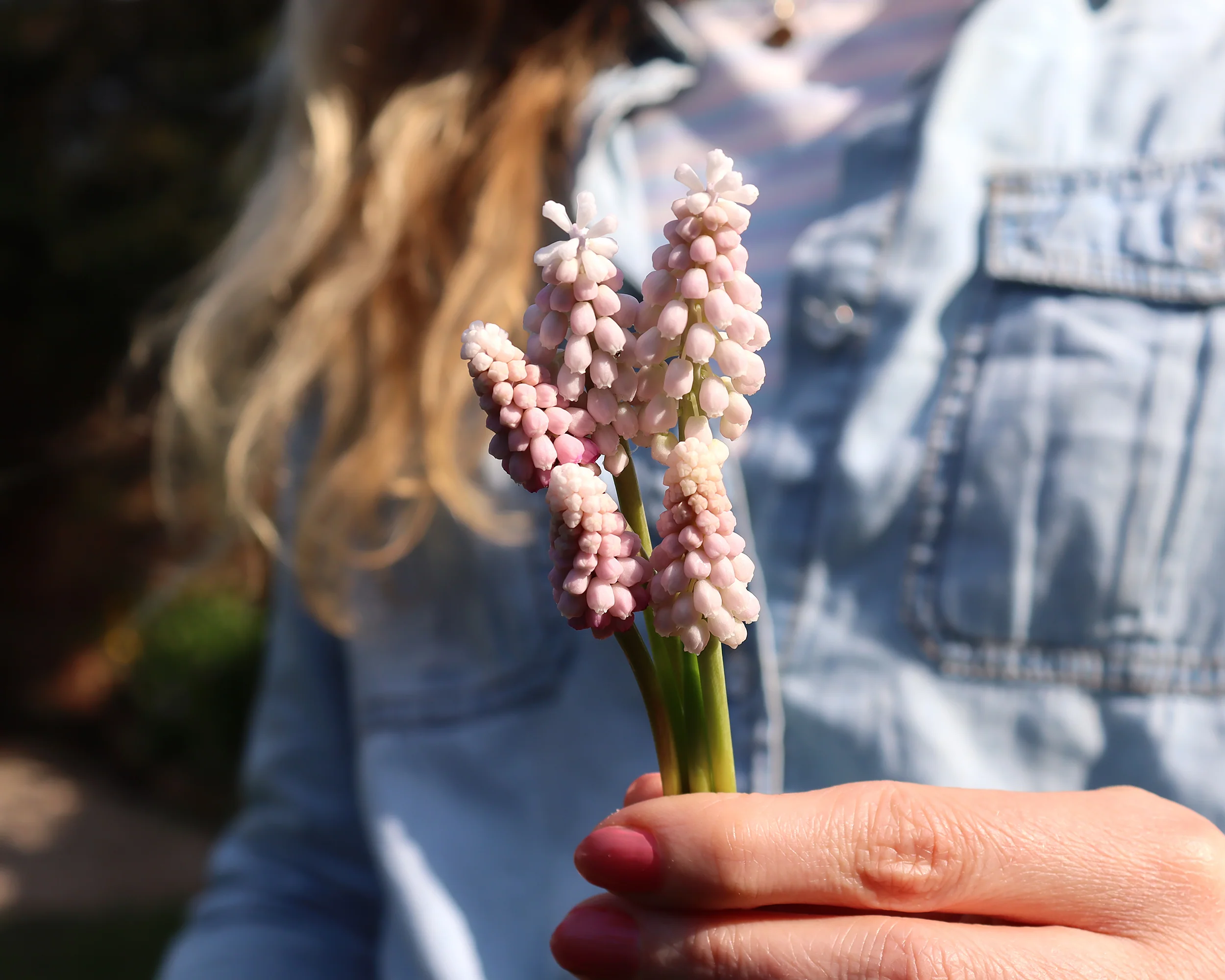 Muscari 'Pink Sunrise' - Image 4