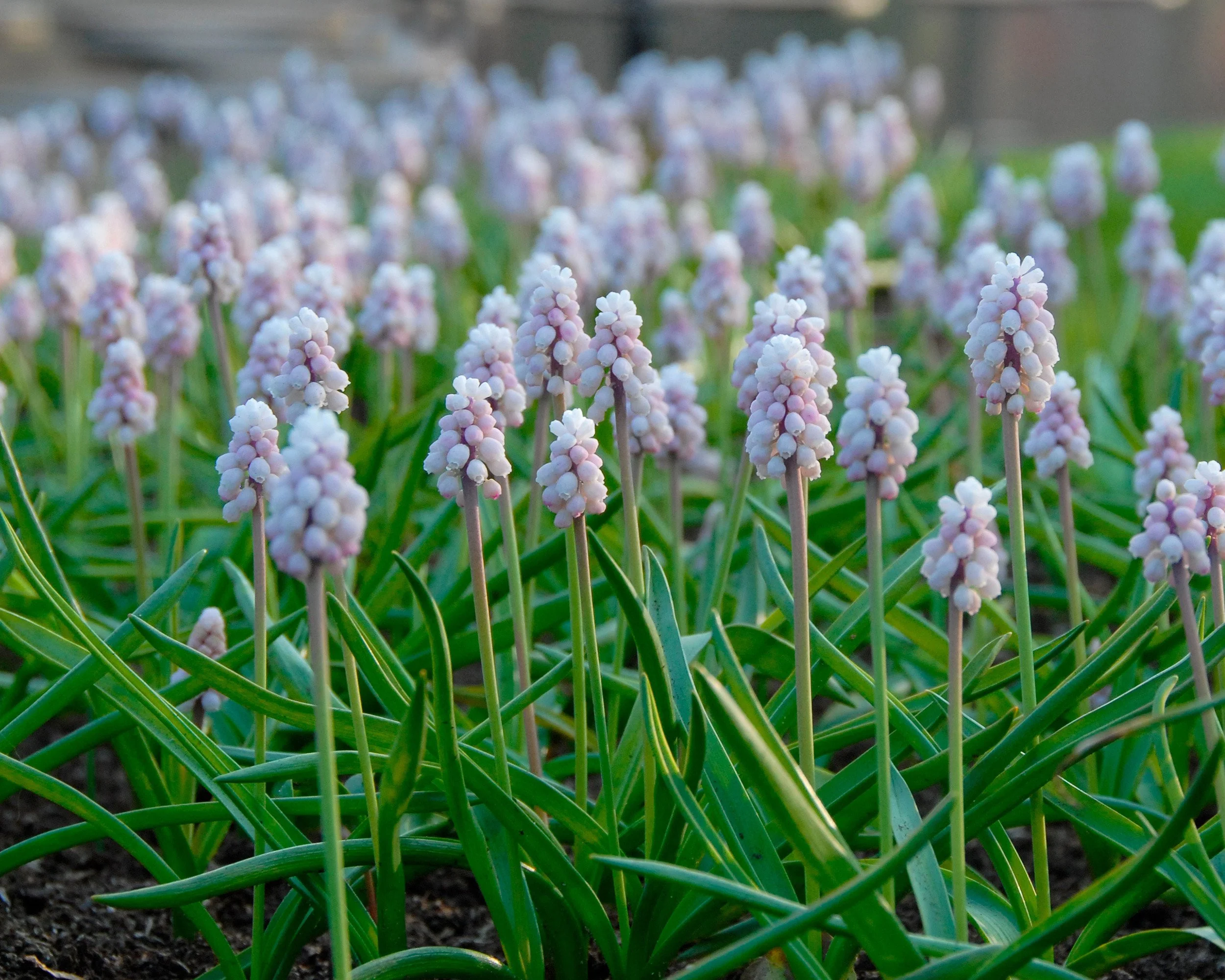 Muscari 'Pink Sunrise' - Image 8