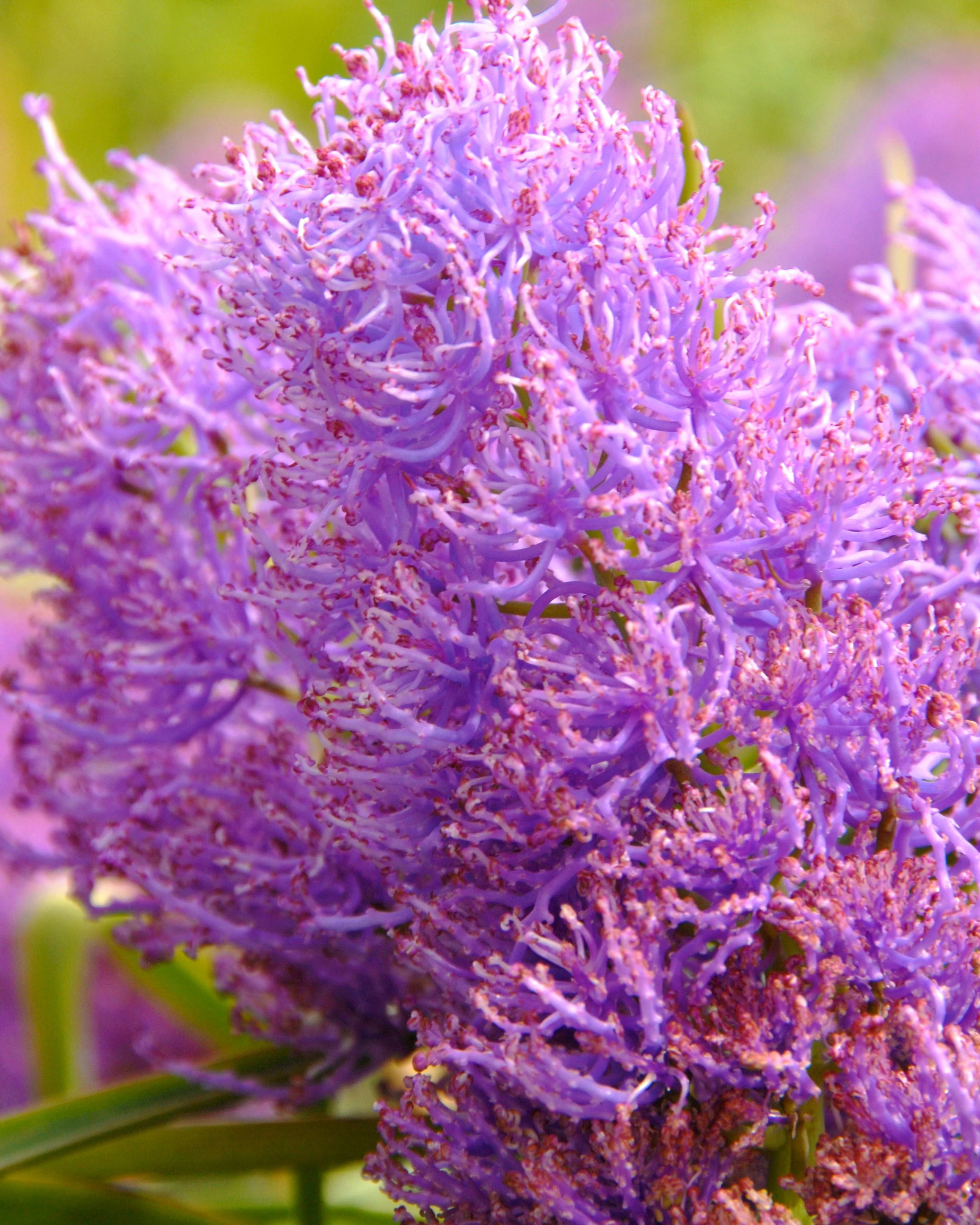 Muscari 'Plumosum' - Image 2
