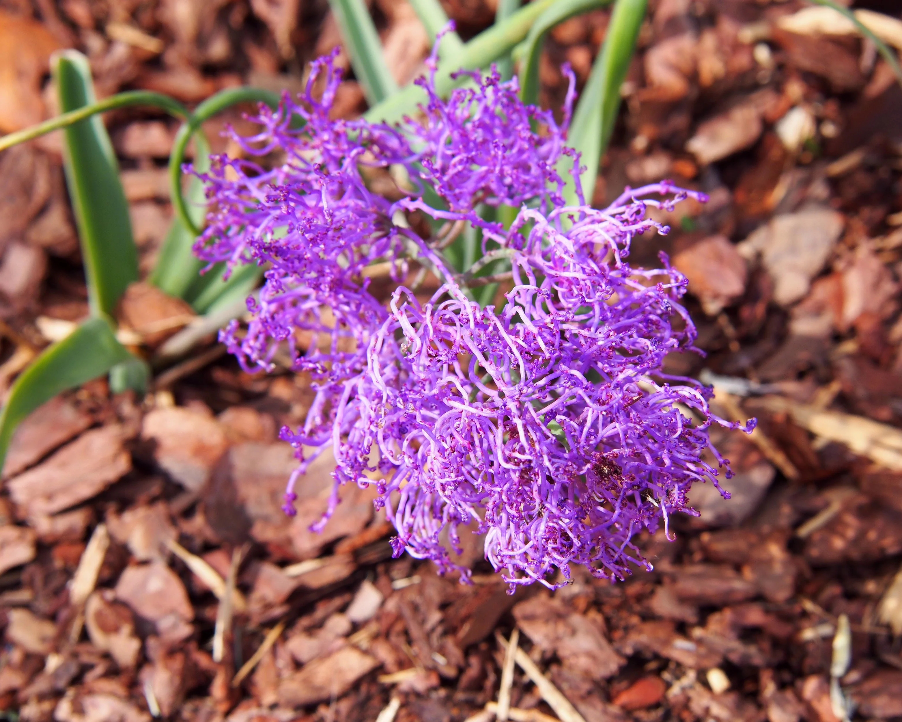 Muscari 'Plumosum' - Image 3