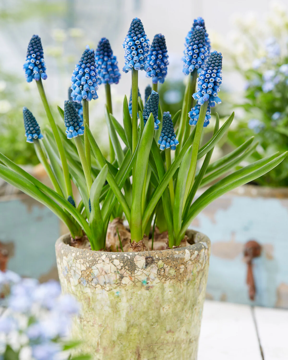 Muscari 'Soulmate' - Image 3
