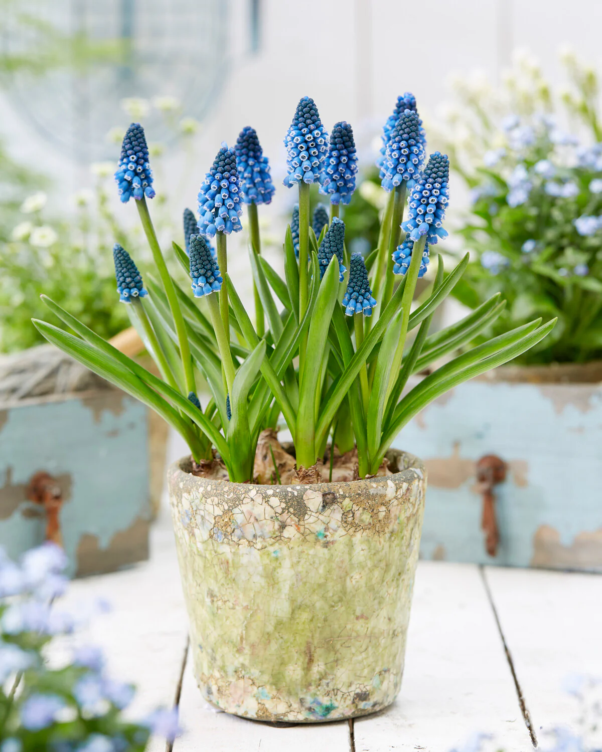 Muscari 'Soulmate' - Image 6
