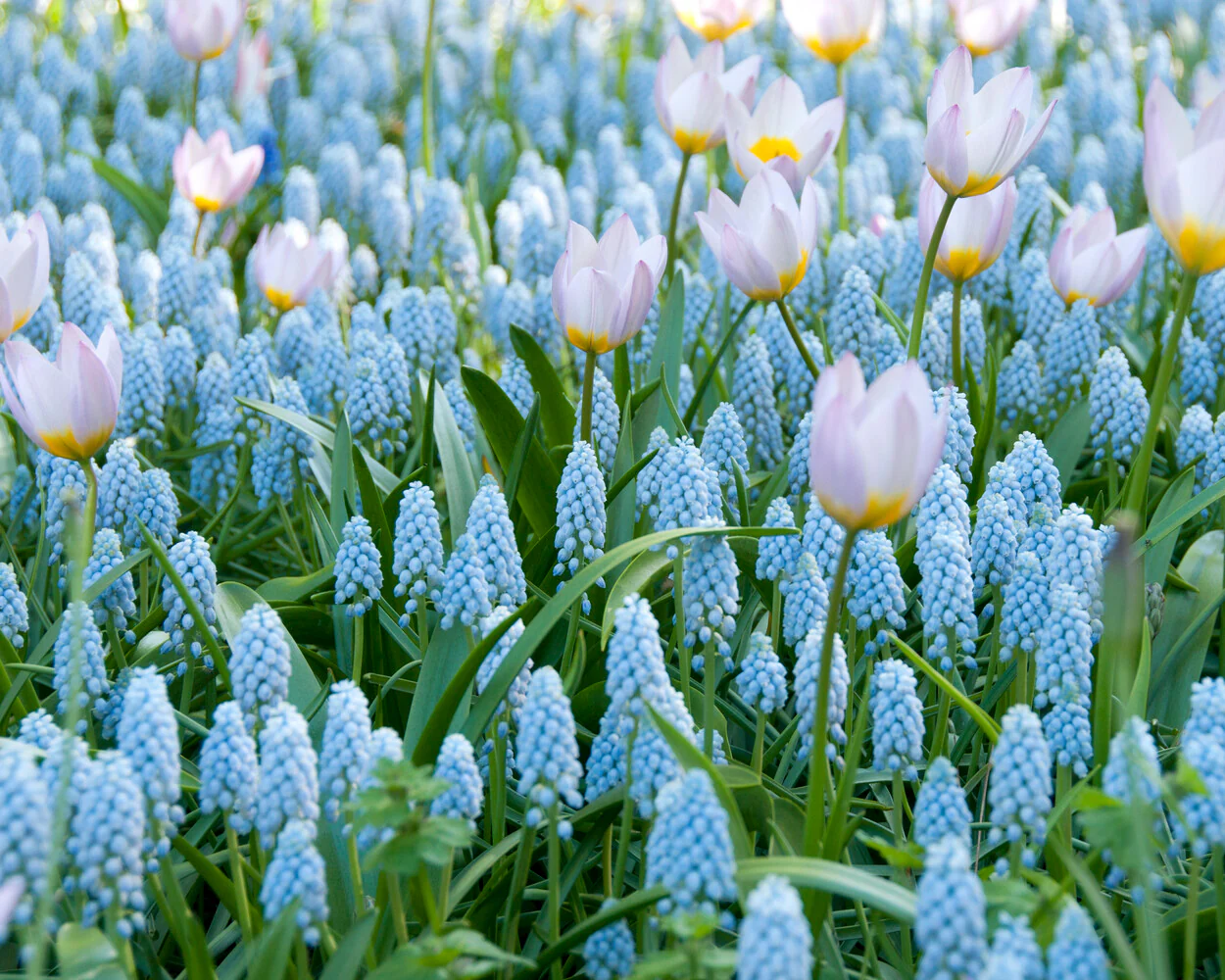 Muscari 'Valerie Finnis' - Image 12