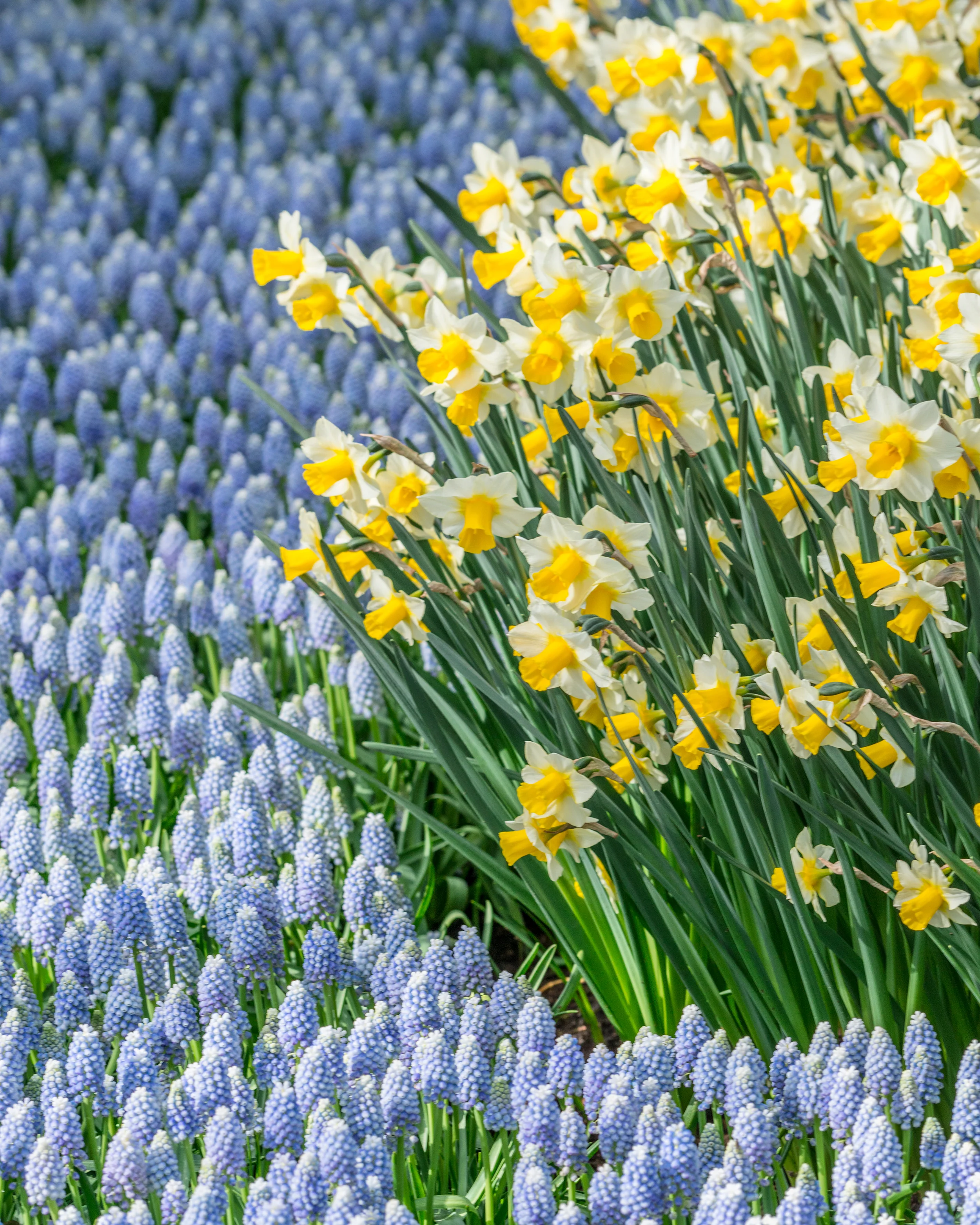 Muscari 'Valerie Finnis' - Image 2