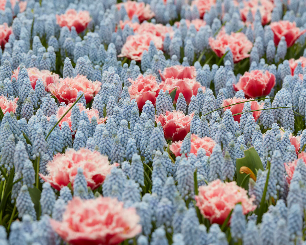 Muscari 'Valerie Finnis' - Image 9