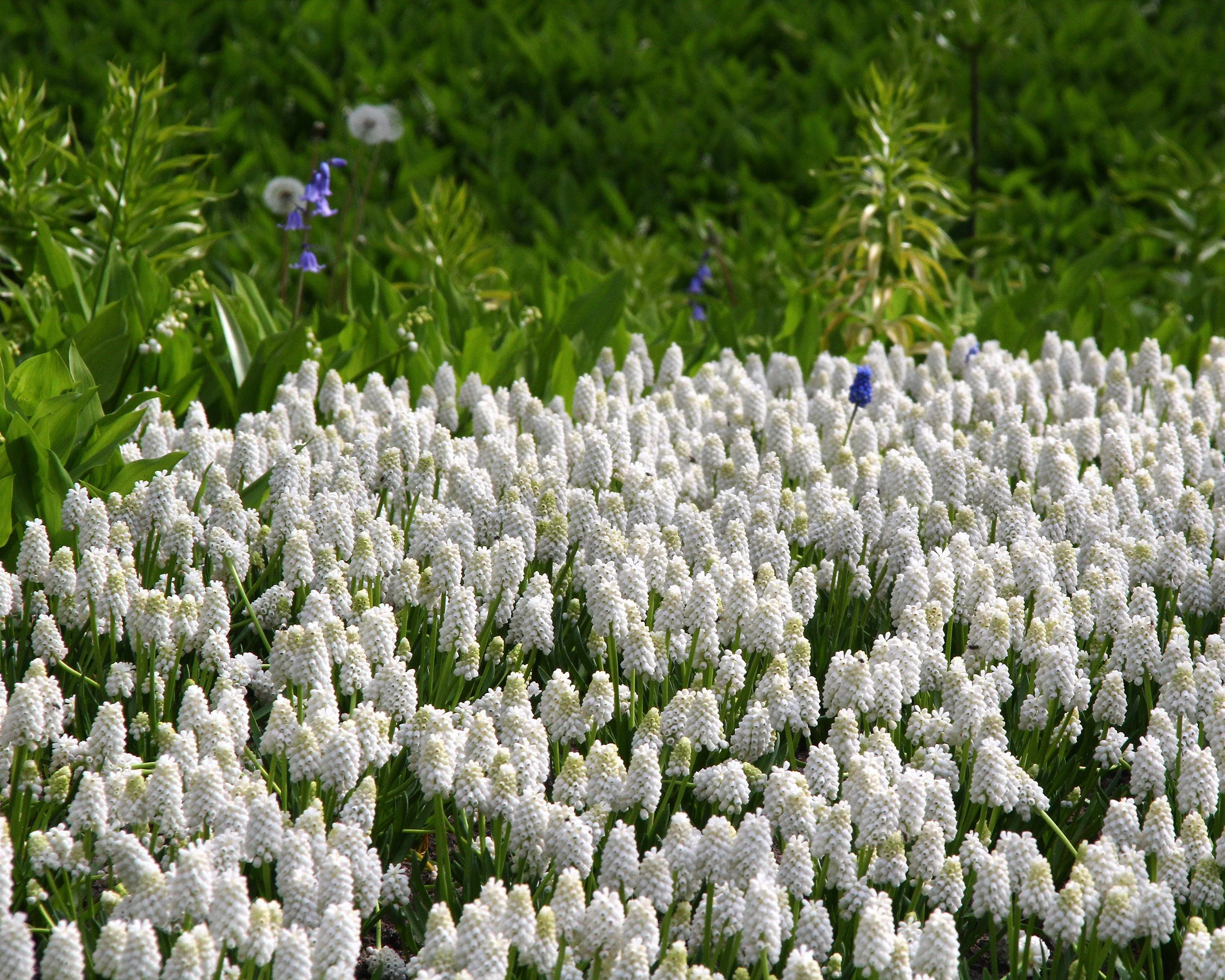 Muscari 'White Magic' - Image 8