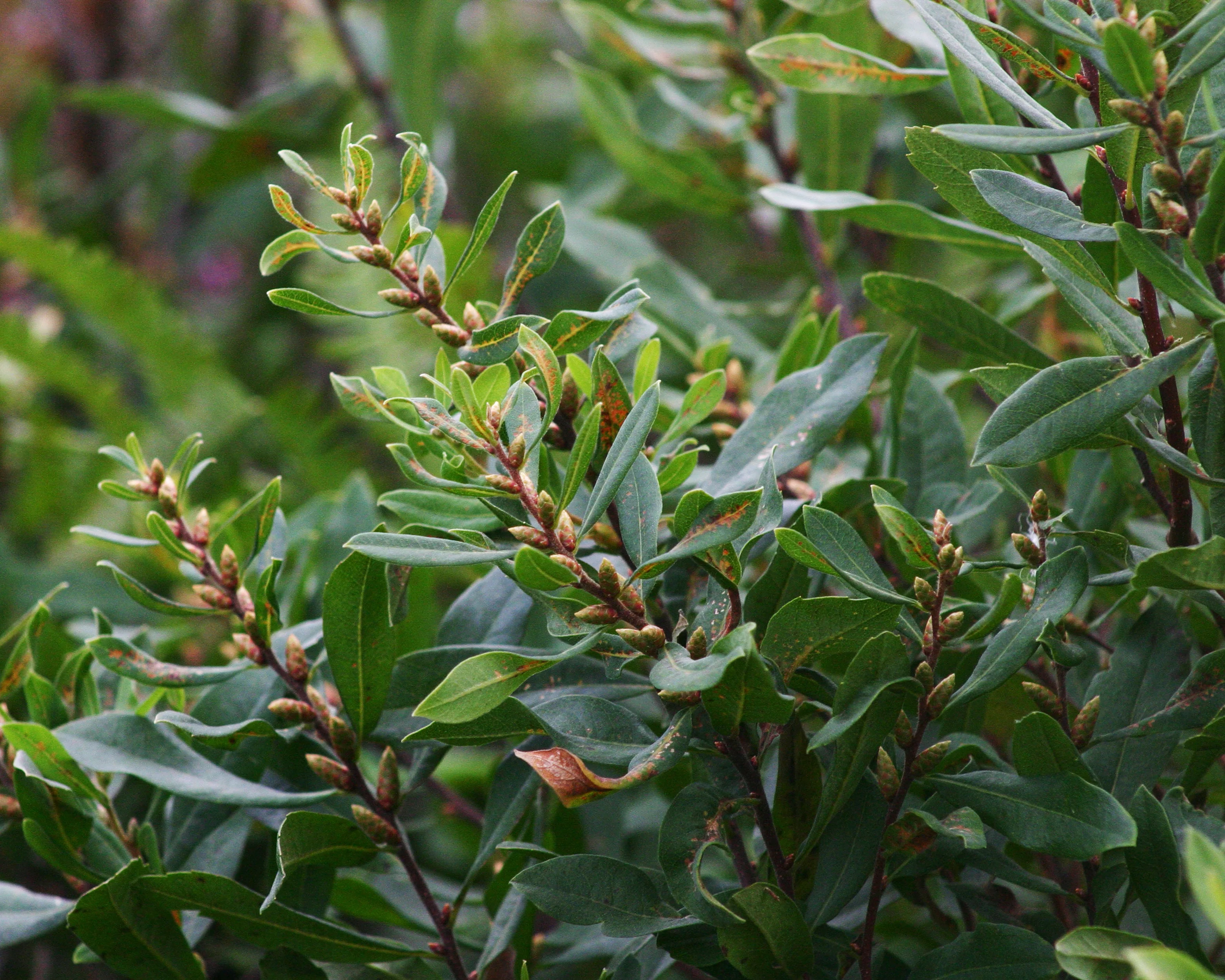 Myrica gale - Image 3